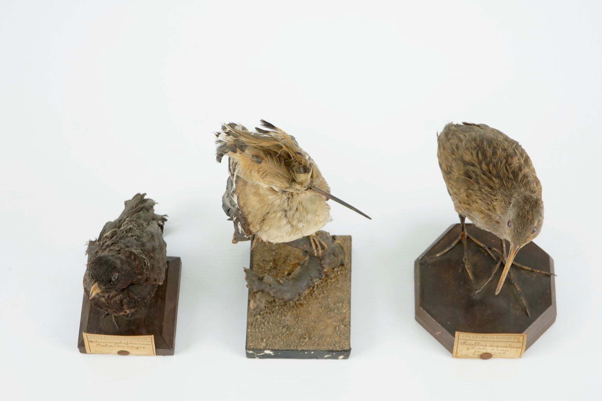 A collection of 5 birds, taxidermy, 19/20th C. H.: 47 cm (the tallest) Two labelled "Collection - Image 11 of 11