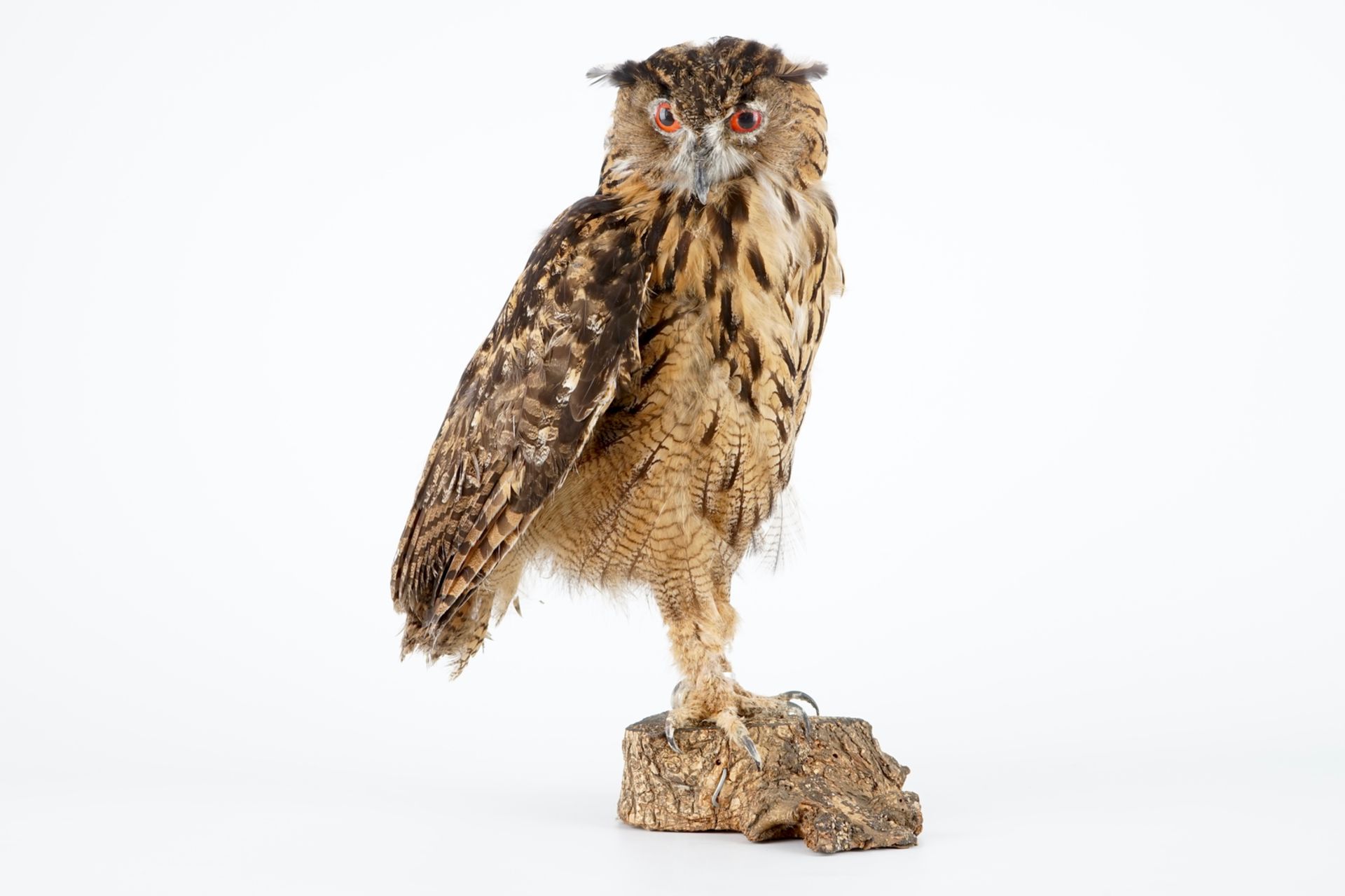 An eagle-owl, modern taxidermy H.: 55 cm Ringed, with CITES certificate. Condition reports and