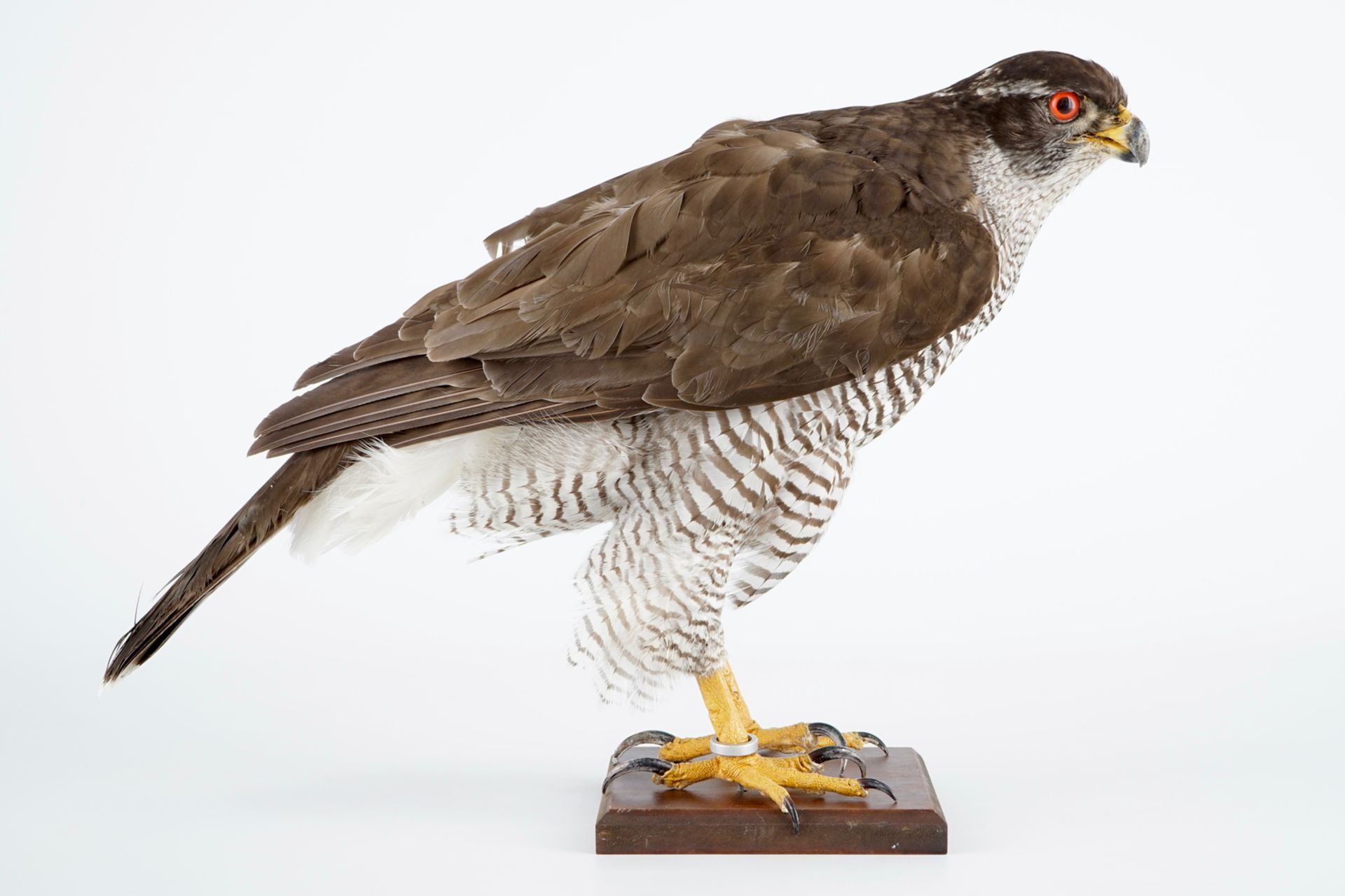 A female hawk on a wooden base, taxidermy, late 20th C. H.: 35 cm Incl. CITES certificate. Condition