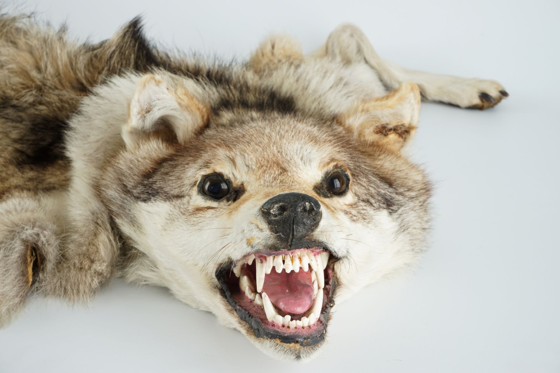 A taxidermy grey wolf skin rug, 2nd half 20th C. L.: 175 cm Condition reports and high resolution - Image 3 of 5