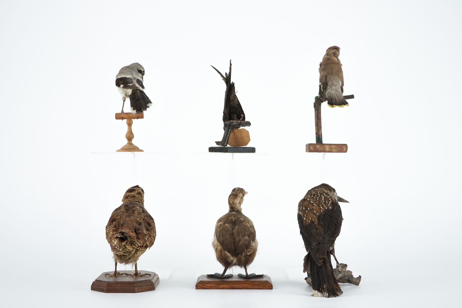 Six European birds, taxidermy, 19/20th C. H.: 22,5 cm (the tallest) Condition reports and high - Image 4 of 6