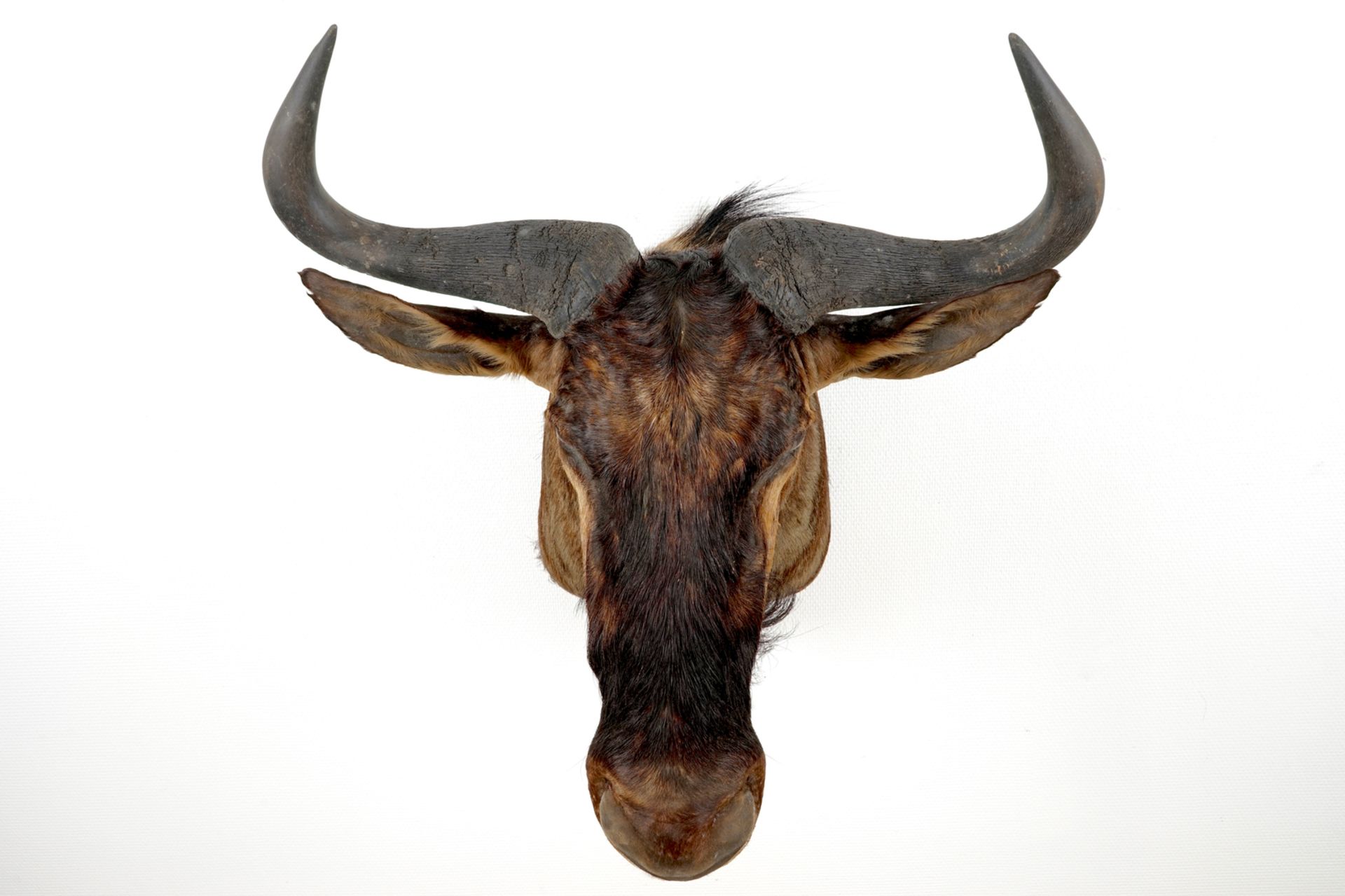 A bust of a wildebeest, modern taxidermy H.: 77 cm - L.: 62 cm Condition reports and high resolution - Image 4 of 5
