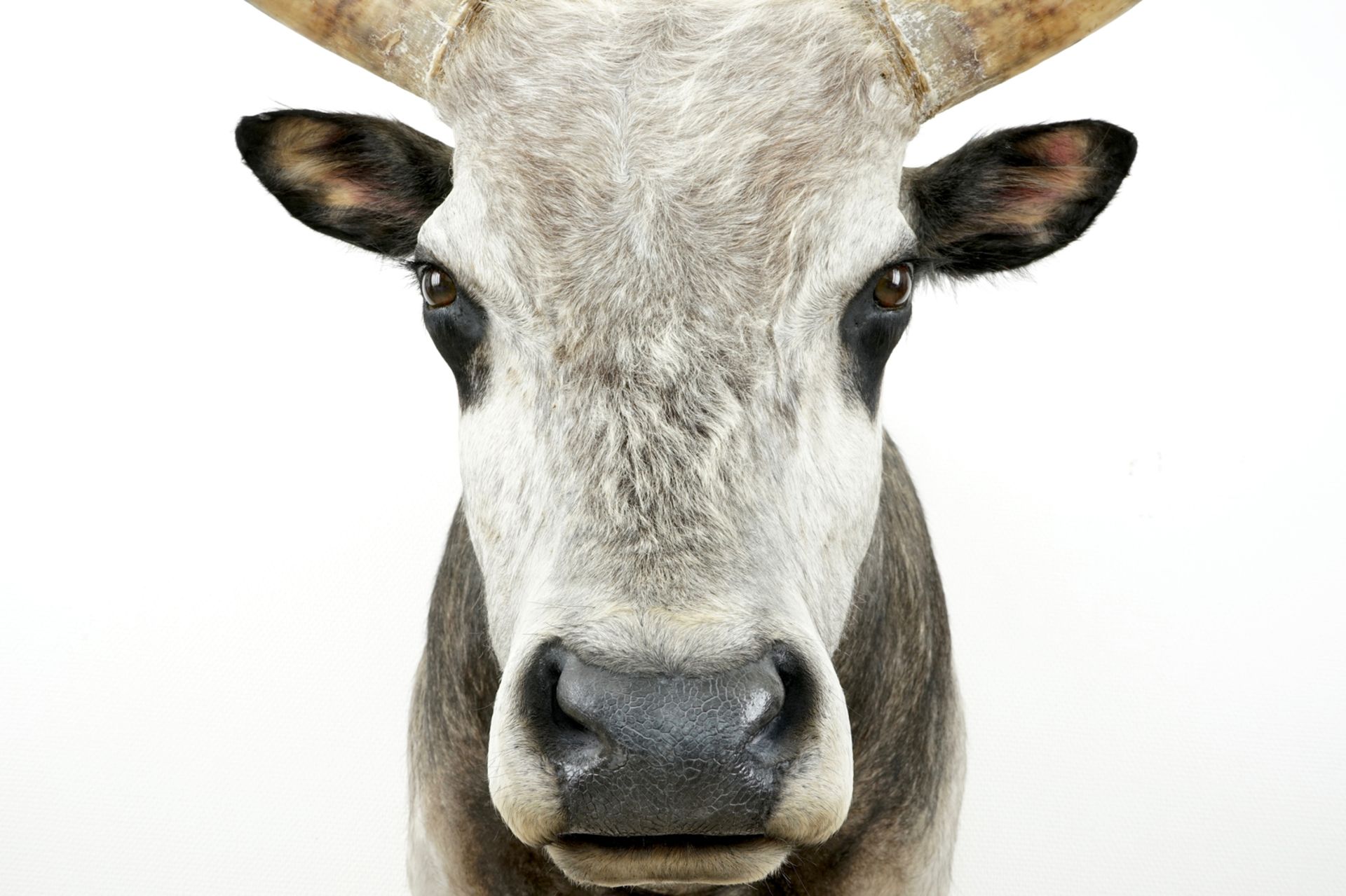 A large bust of a Hungarian grey bull, modern taxidermy H.: 102,5 cm - D.: 101 cm - W.: 83 cm ( - Image 2 of 4