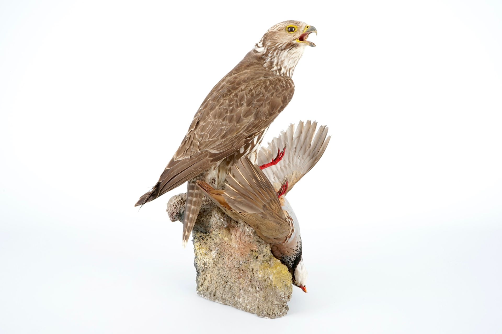 A saker falcon with a rock partridge as its prey, modern taxidermy H.: 52 cm Condition reports and - Image 2 of 8