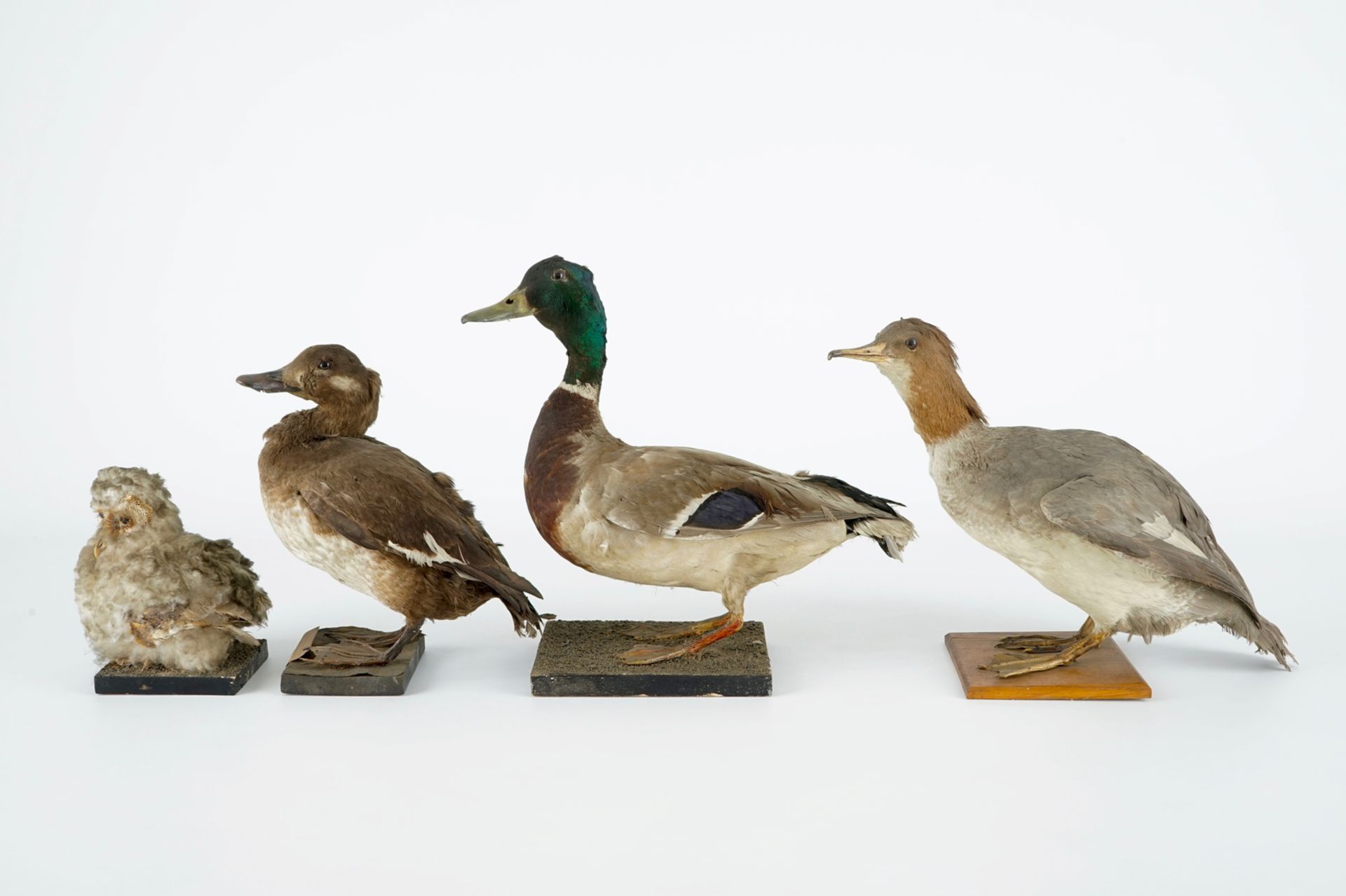 A collection of 13 birds, taxidermy, 19/20th C. H.: 36,5 cm (the tallest) Several labelled " - Image 2 of 16