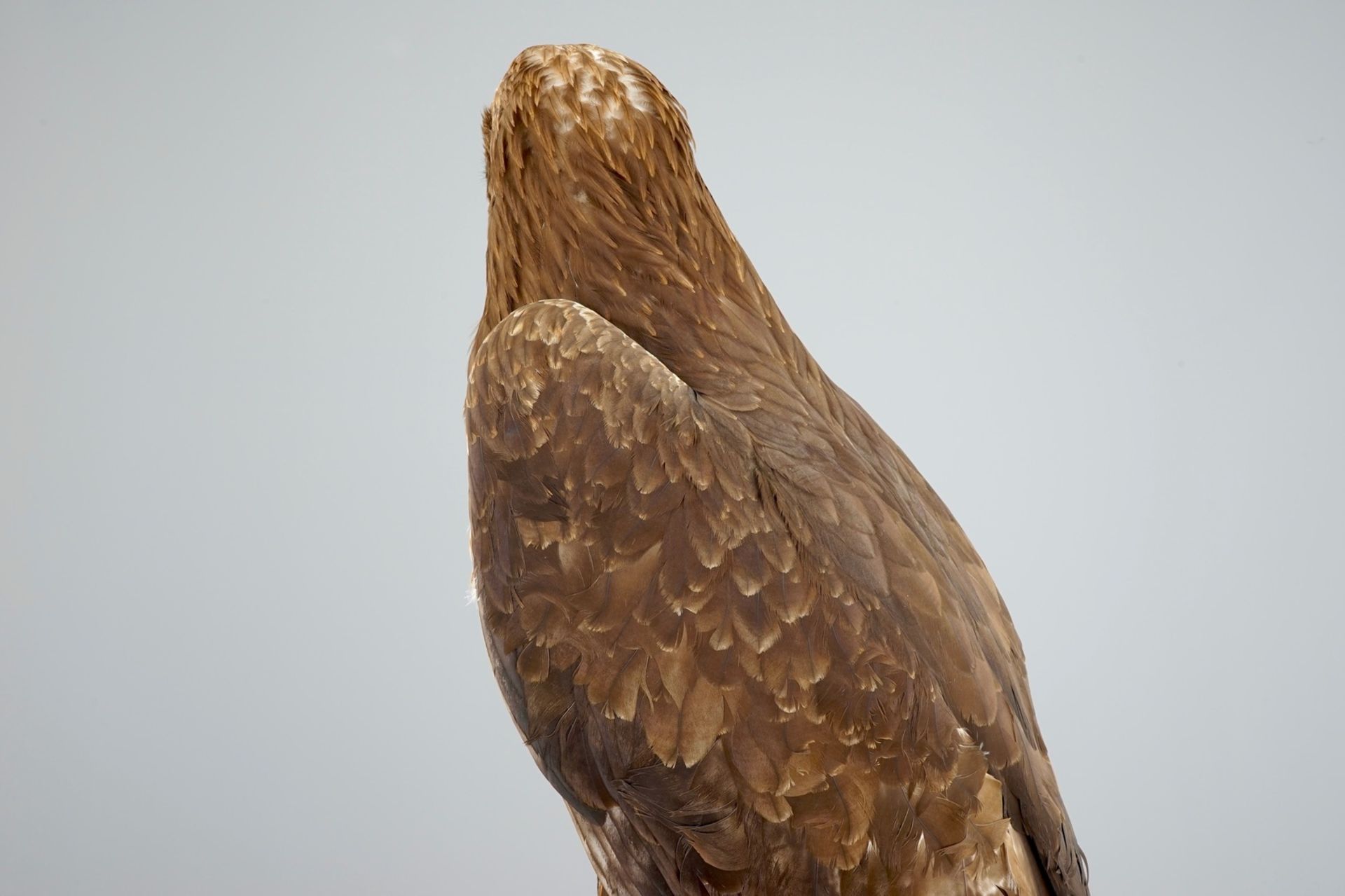 A golden eagle, presented standing on a rock, modern taxidermy CITES incl.     Condition reports and - Image 9 of 11