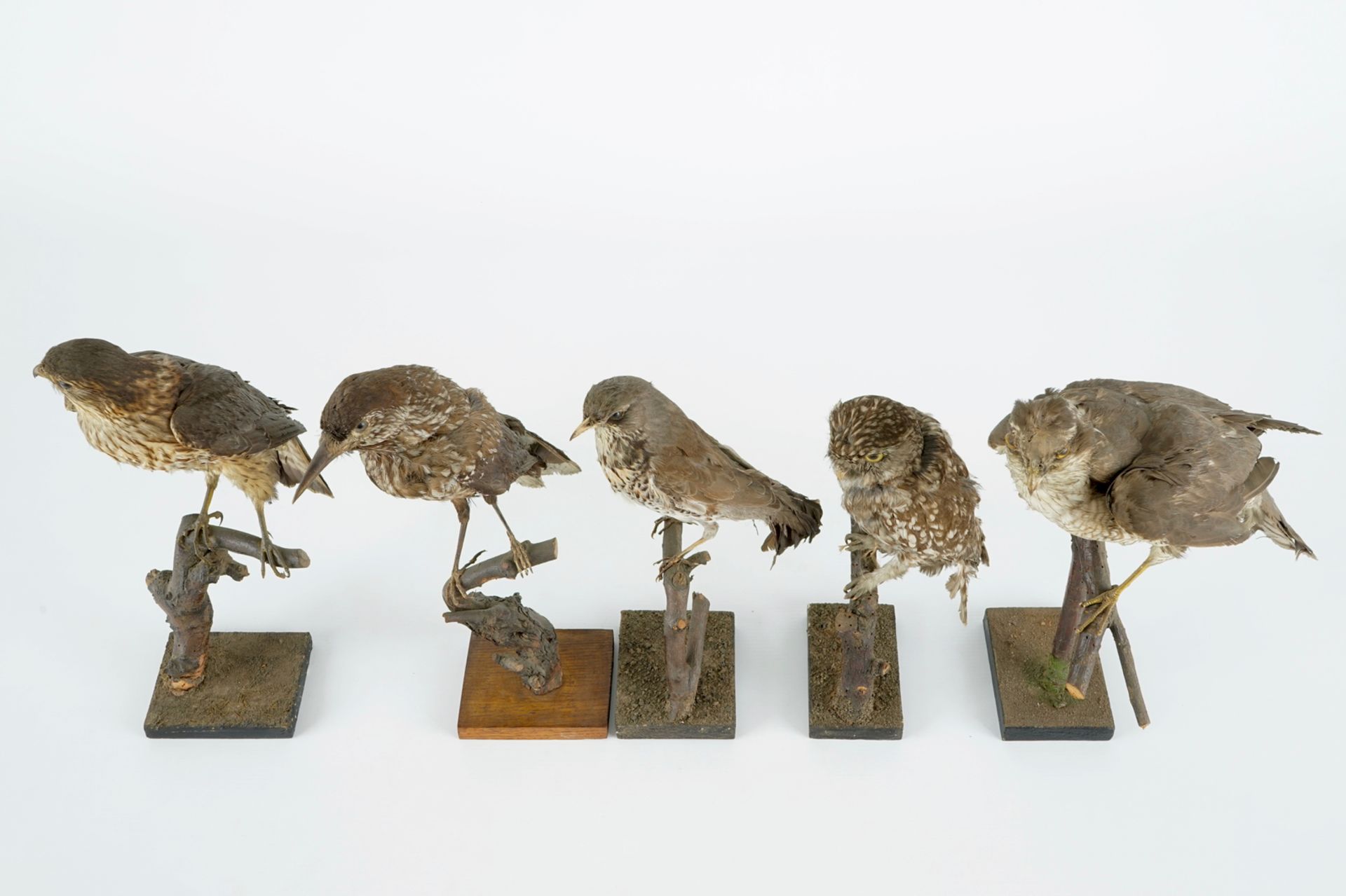 A collection of 13 birds, taxidermy, 19/20th C. H.: 36,5 cm (the tallest) Several labelled " - Image 16 of 16