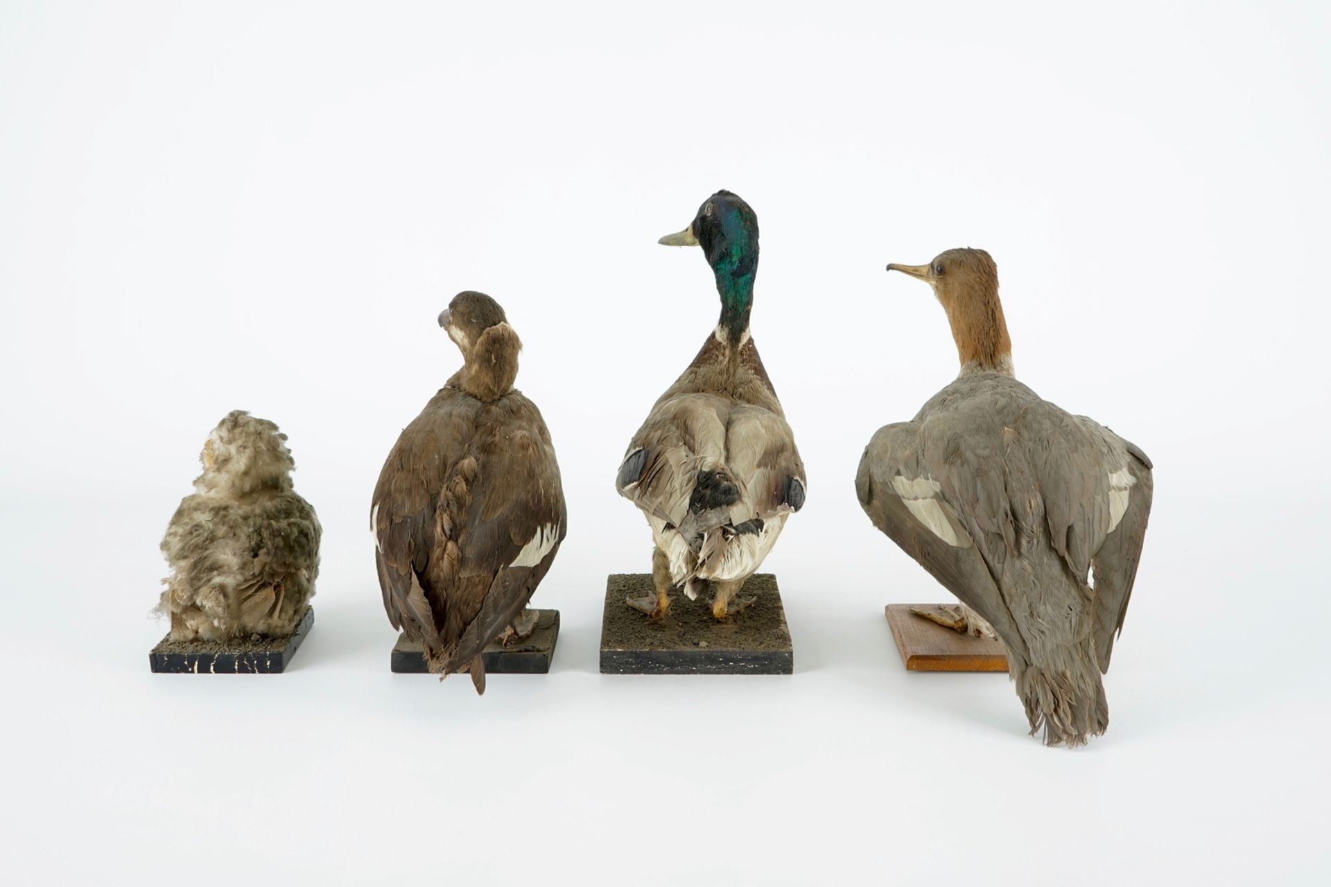 A collection of 13 birds, taxidermy, 19/20th C. H.: 36,5 cm (the tallest) Several labelled " - Image 5 of 16