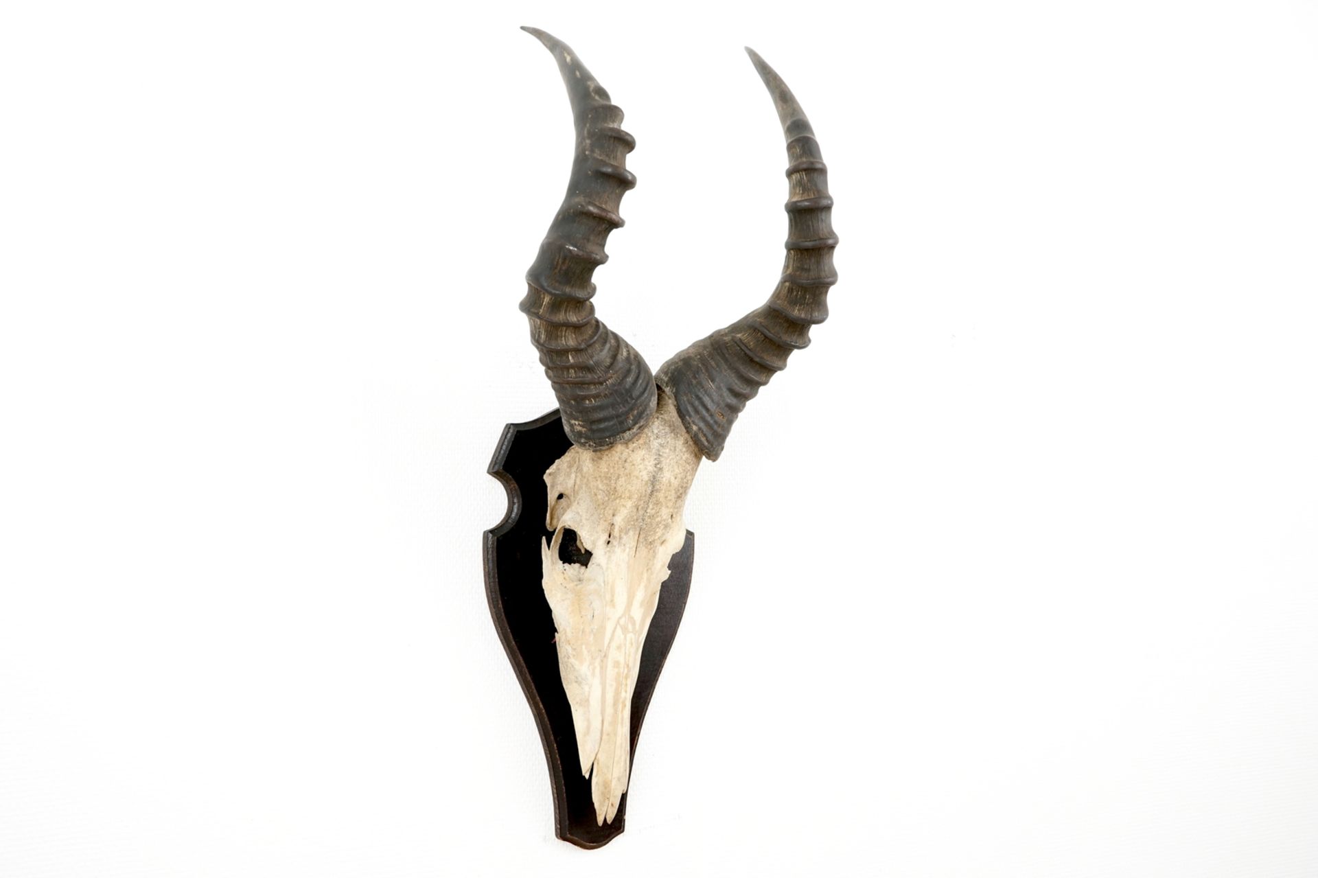 Three horned skulls of a blesbok, impala and reedbuck, mounted on wood H.: 62 cm - L.: 22 cmH.: 45 - Image 2 of 18