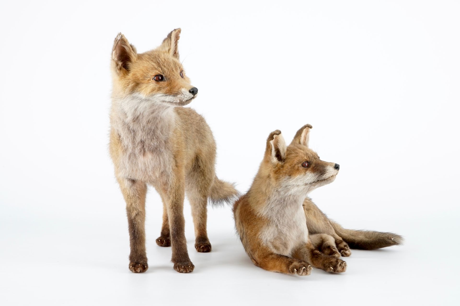 Two fox cubs, modern taxidermy, 2nd half 20th C. H.: 39,5 cm (the standing specimen) Condition - Image 3 of 7