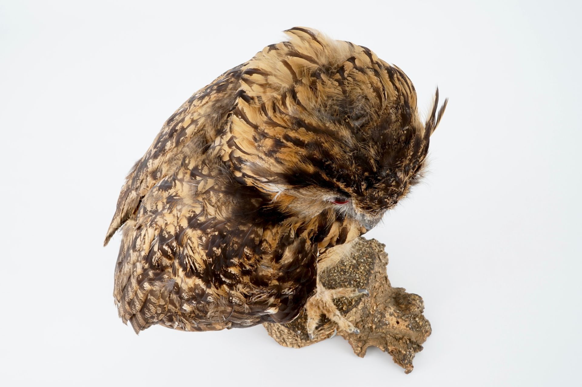 An eagle-owl, modern taxidermy H.: 55 cm Ringed, with CITES certificate. Condition reports and - Image 7 of 8
