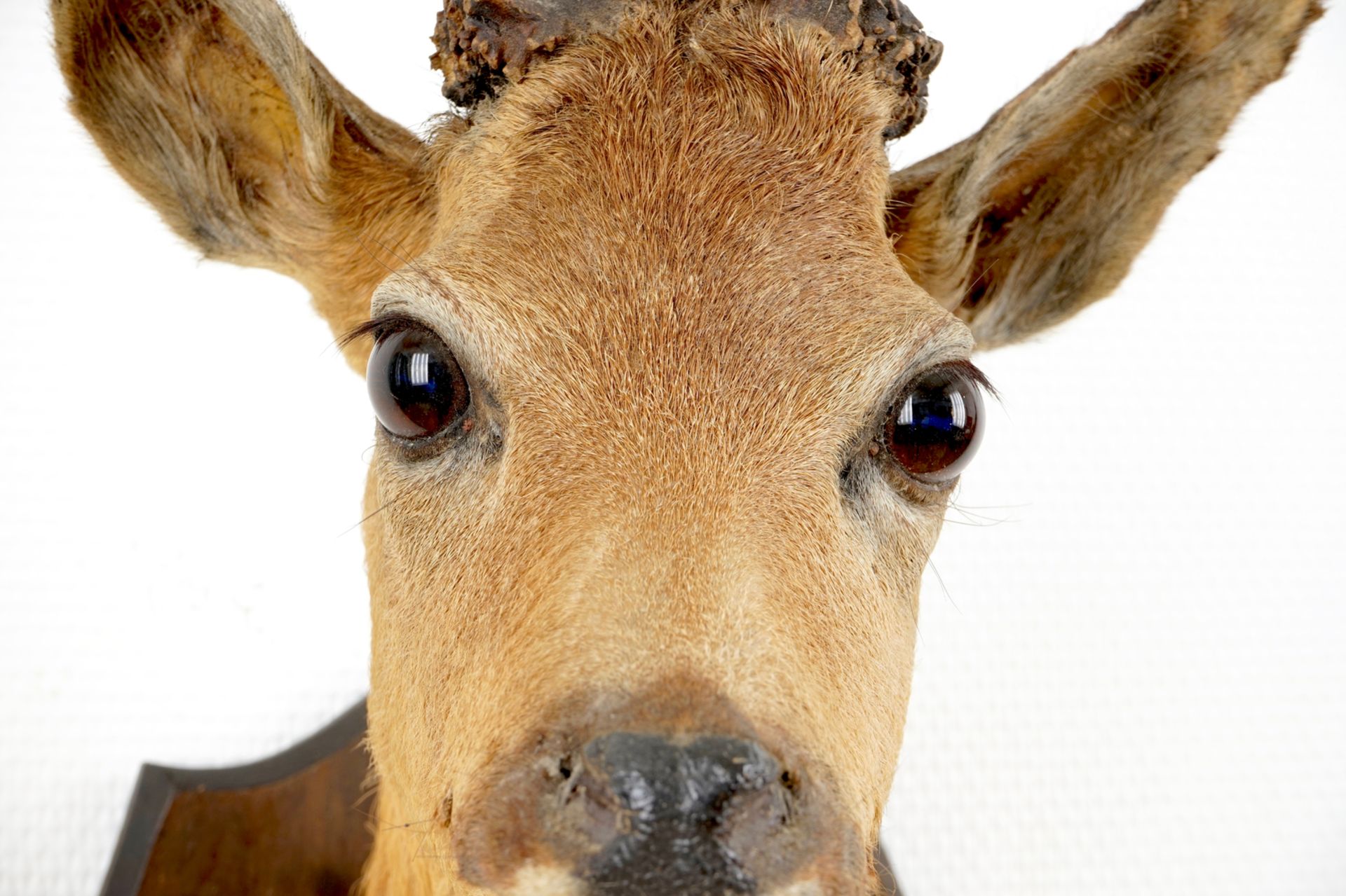 A bust of a roe deer, mounted on wood, taxidermy, late 20th C. H.: 57 - W.: 24 cm    Condition - Image 5 of 6