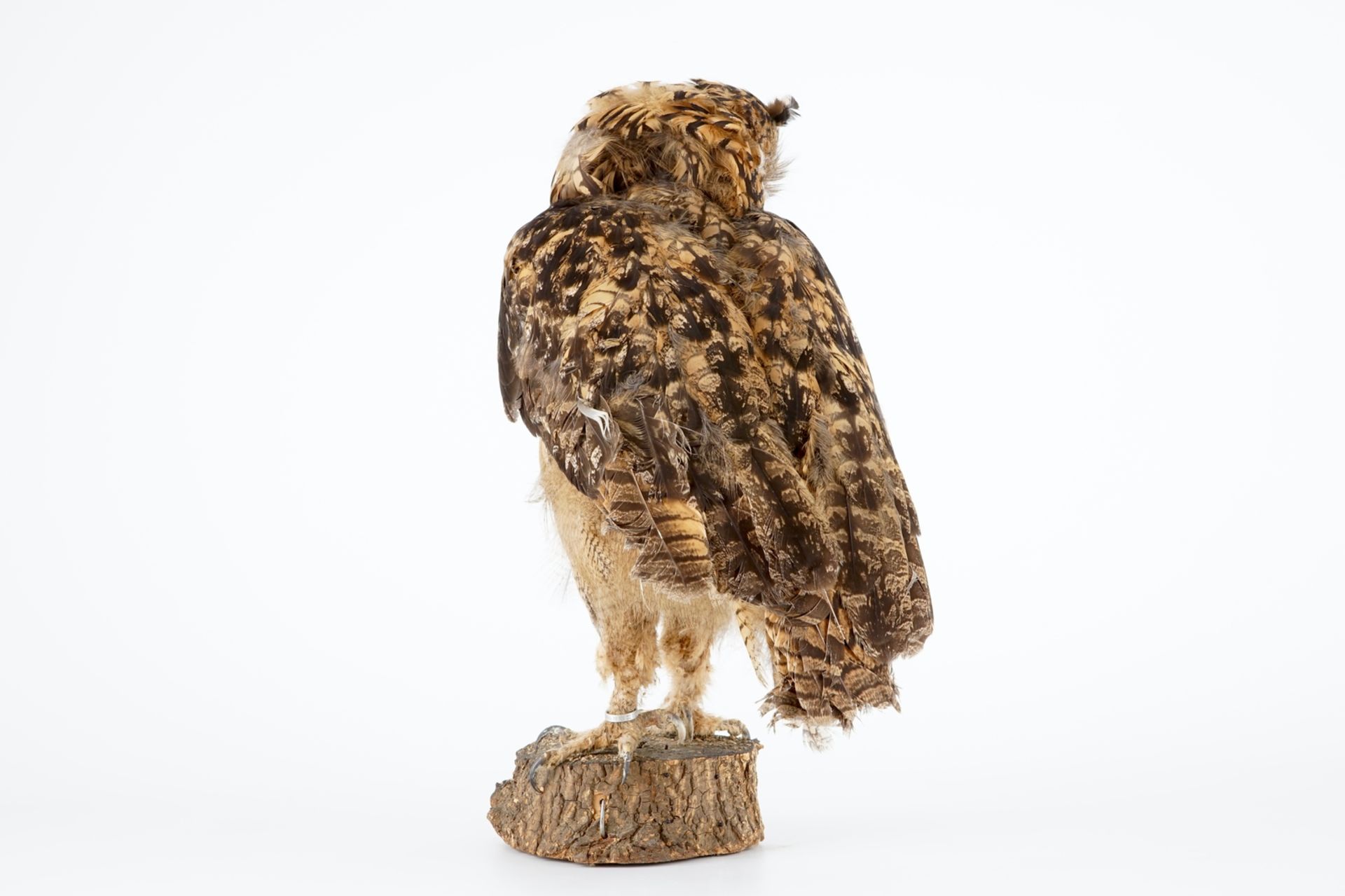 An eagle-owl, modern taxidermy H.: 55 cm Ringed, with CITES certificate. Condition reports and - Image 4 of 8