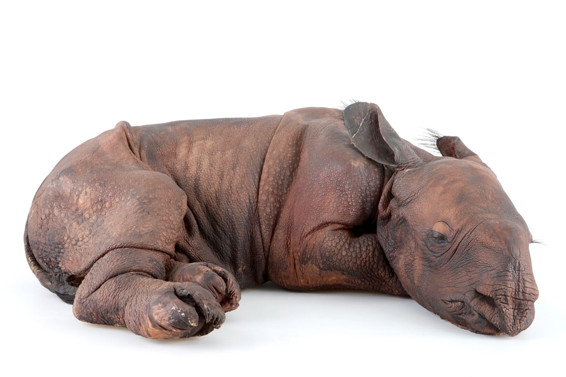 Dirk Claesen: a replica of a young rhinoceros, late 20th C. L.: 83 cm - W.: 65 cm - H.: 29 cm - Image 9 of 9