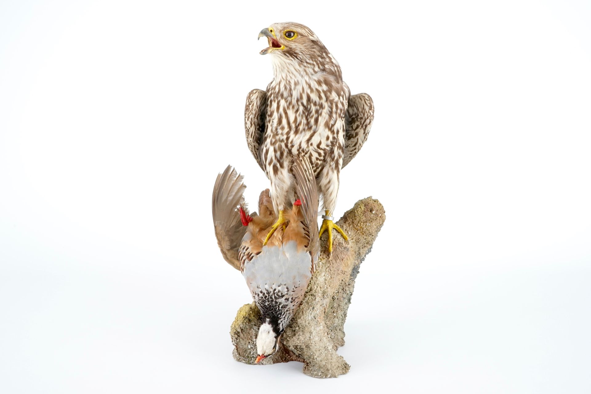 A saker falcon with a rock partridge as its prey, modern taxidermy H.: 52 cm Condition reports and - Image 4 of 8