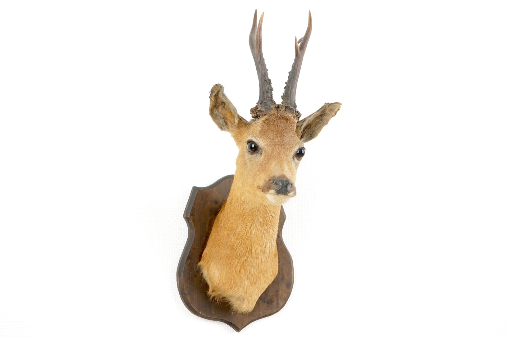 A bust of a roe deer, mounted on wood, taxidermy, late 20th C. H.: 57 - W.: 24 cm    Condition - Image 2 of 6