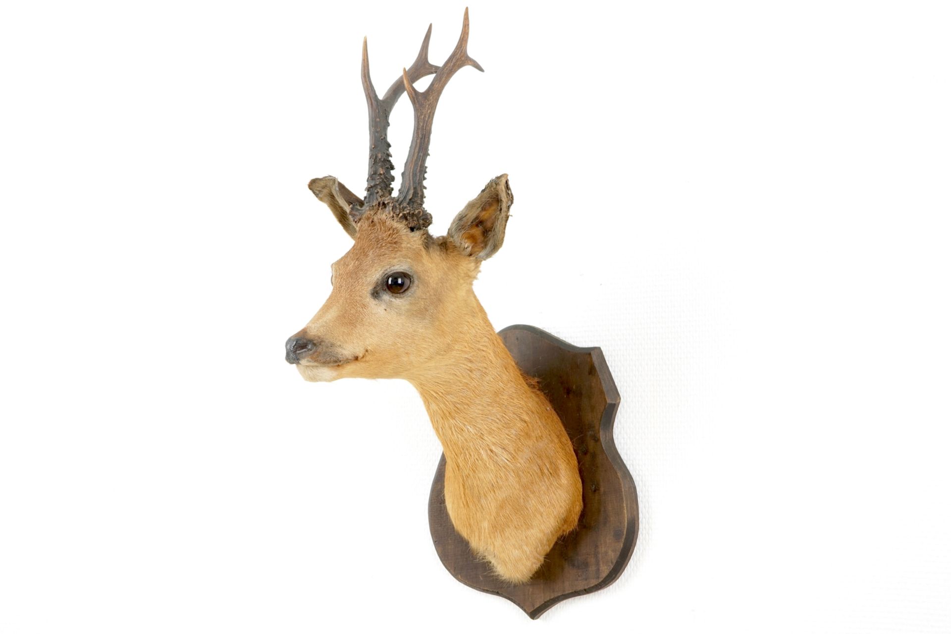 A bust of a roe deer, mounted on wood, taxidermy, late 20th C. H.: 57 - W.: 24 cm    Condition - Image 3 of 6