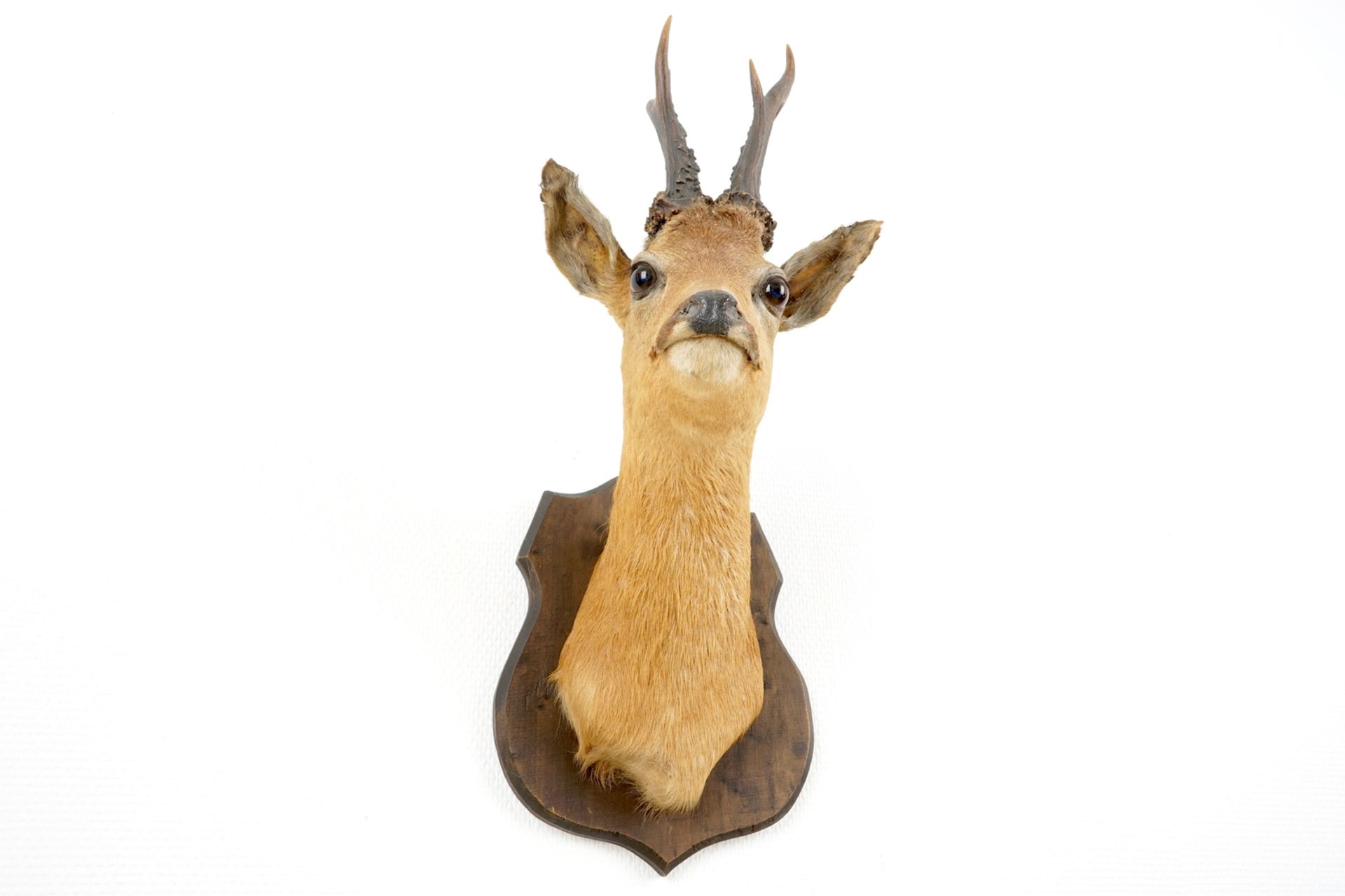 A bust of a roe deer, mounted on wood, taxidermy, late 20th C. H.: 57 - W.: 24 cm    Condition - Image 6 of 6