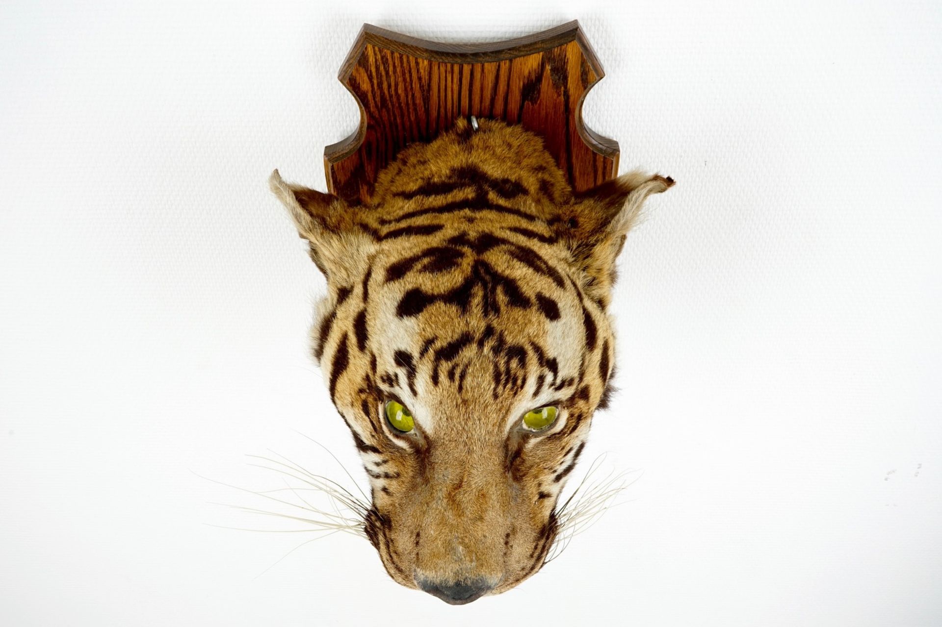 A tiger's head mounted on wood, taxidermy, 1st half 20th C. H.: 32 cm - D.: 37,5 cm Condition - Image 4 of 6