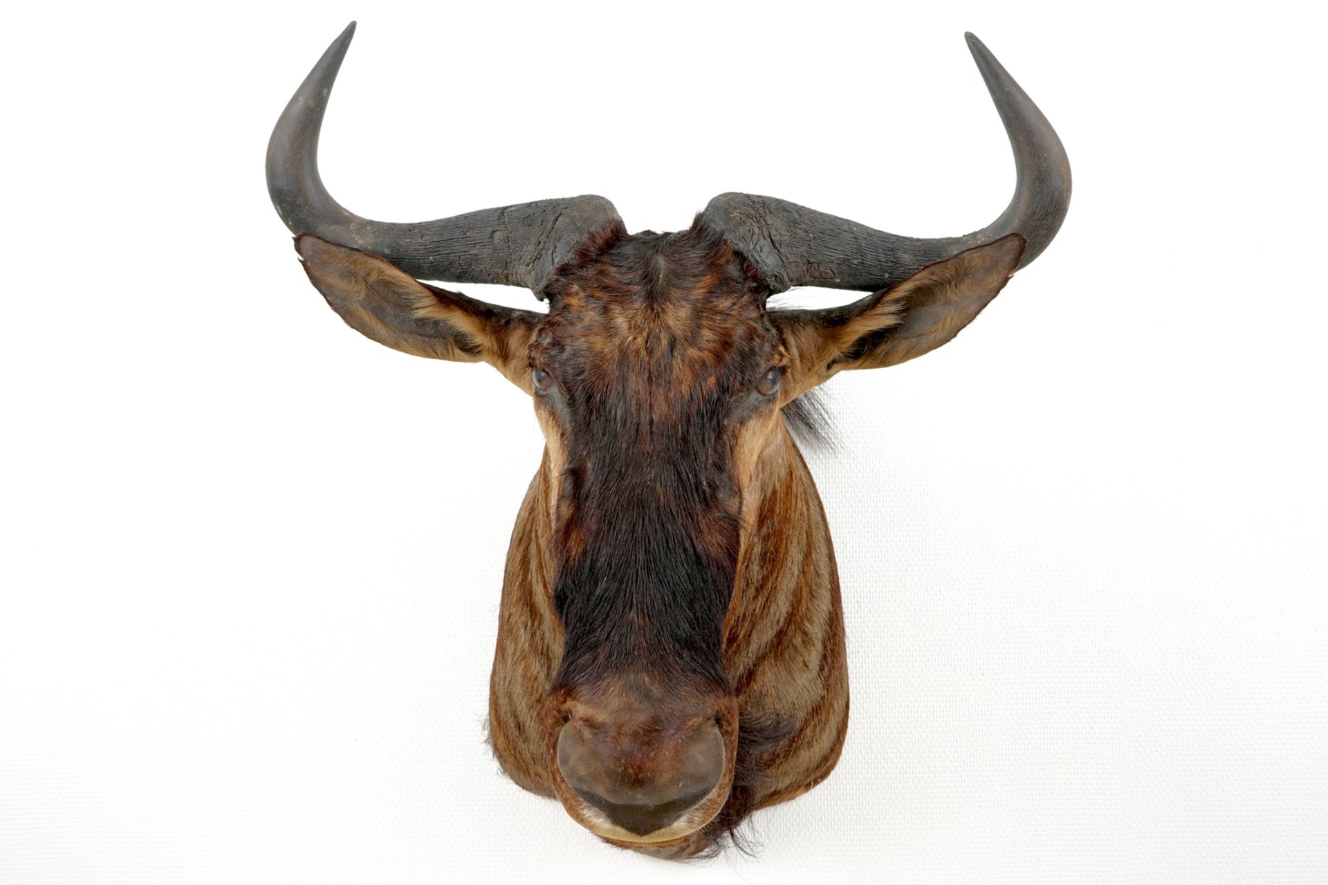 A bust of a wildebeest, modern taxidermy H.: 77 cm - L.: 62 cm Condition reports and high resolution