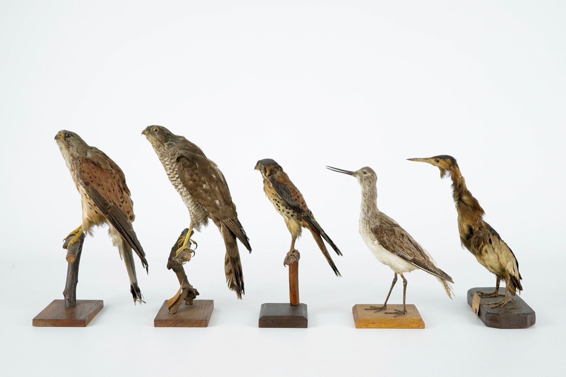 A collection of 14 birds, taxidermy, 19/20th C. H.: 35,5 cm (the tallest) Several labelled " - Image 3 of 17