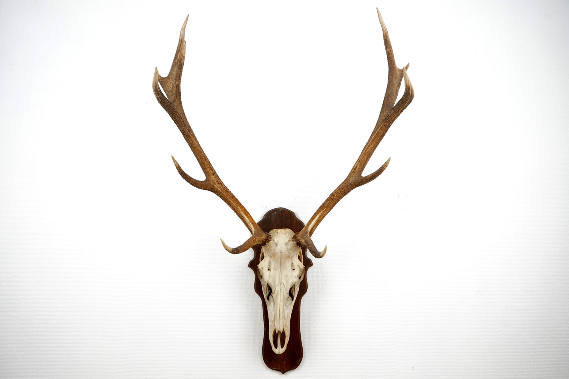 A skull of a red deer with large antlers, mounted on wood L.: 142 cm  Condition reports and high