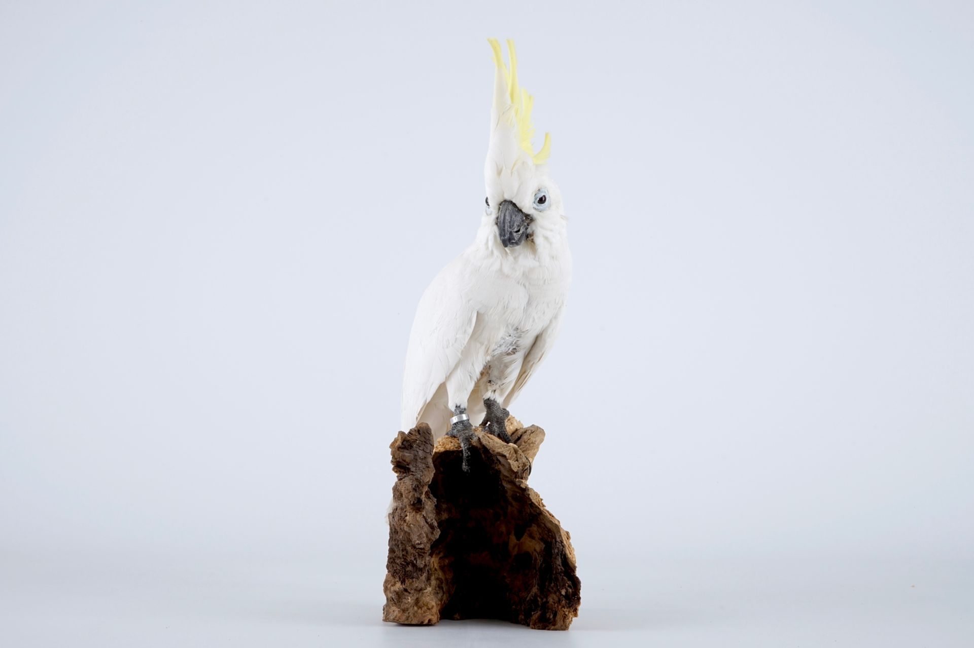 A sulphur-crested cockatoo, modern taxidermy H.: 47 cm Cacatua sulphurea, mounted on wood. With ring - Image 2 of 7