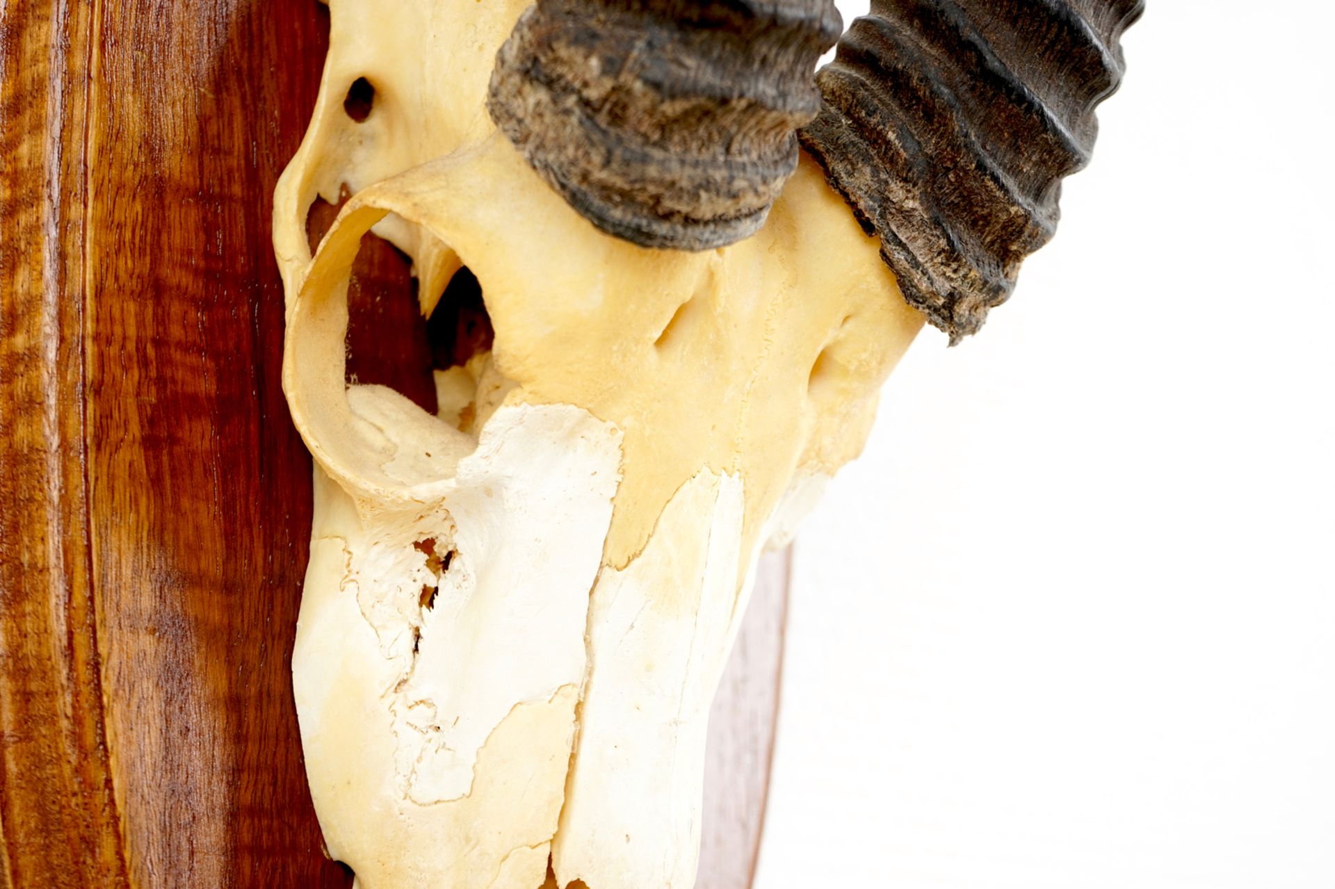 Three horned skulls of a blesbok, impala and reedbuck, mounted on wood H.: 62 cm - L.: 22 cmH.: 45 - Image 12 of 18