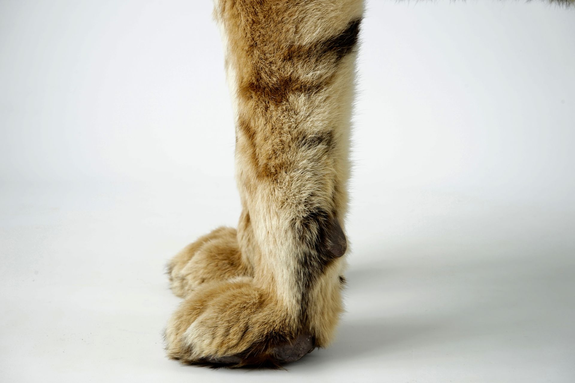 A Bengal tiger, presented standing, recent taxidermy L.: 168 cm - H.: 97 cm Of very good quality. - Image 8 of 9