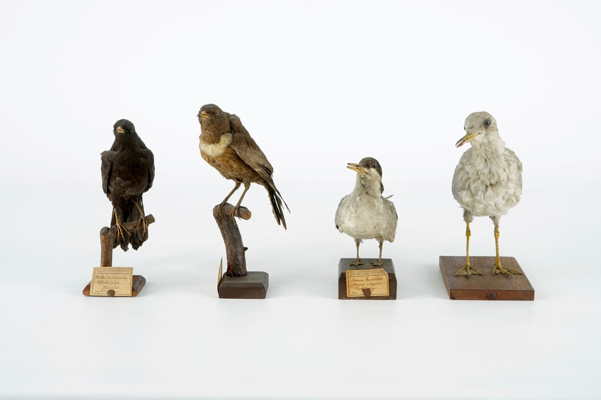 A collection of 10 birds, taxidermy, 19/20th C. H.: 25 cm (the tallest) Several labelled "Collection - Image 8 of 11