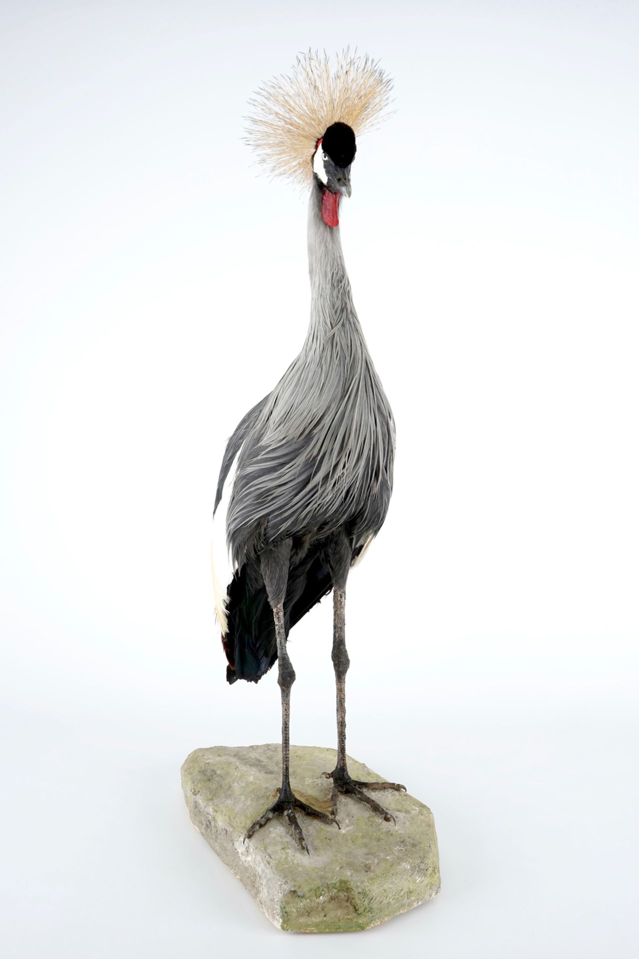 A grey crowned crane, presented standing on a ground, modern taxidermy H.: 112 cm Condition - Image 5 of 7