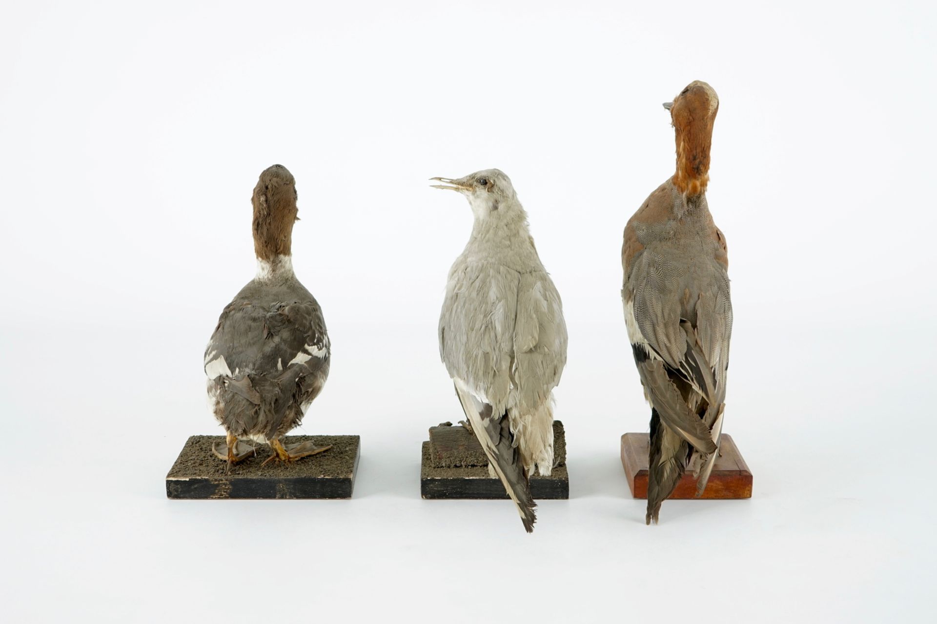 A collection of 15 birds, taxidermy, 19/20th C. H.: 33 cm (the tallest) Several labelled "Collection - Image 20 of 21