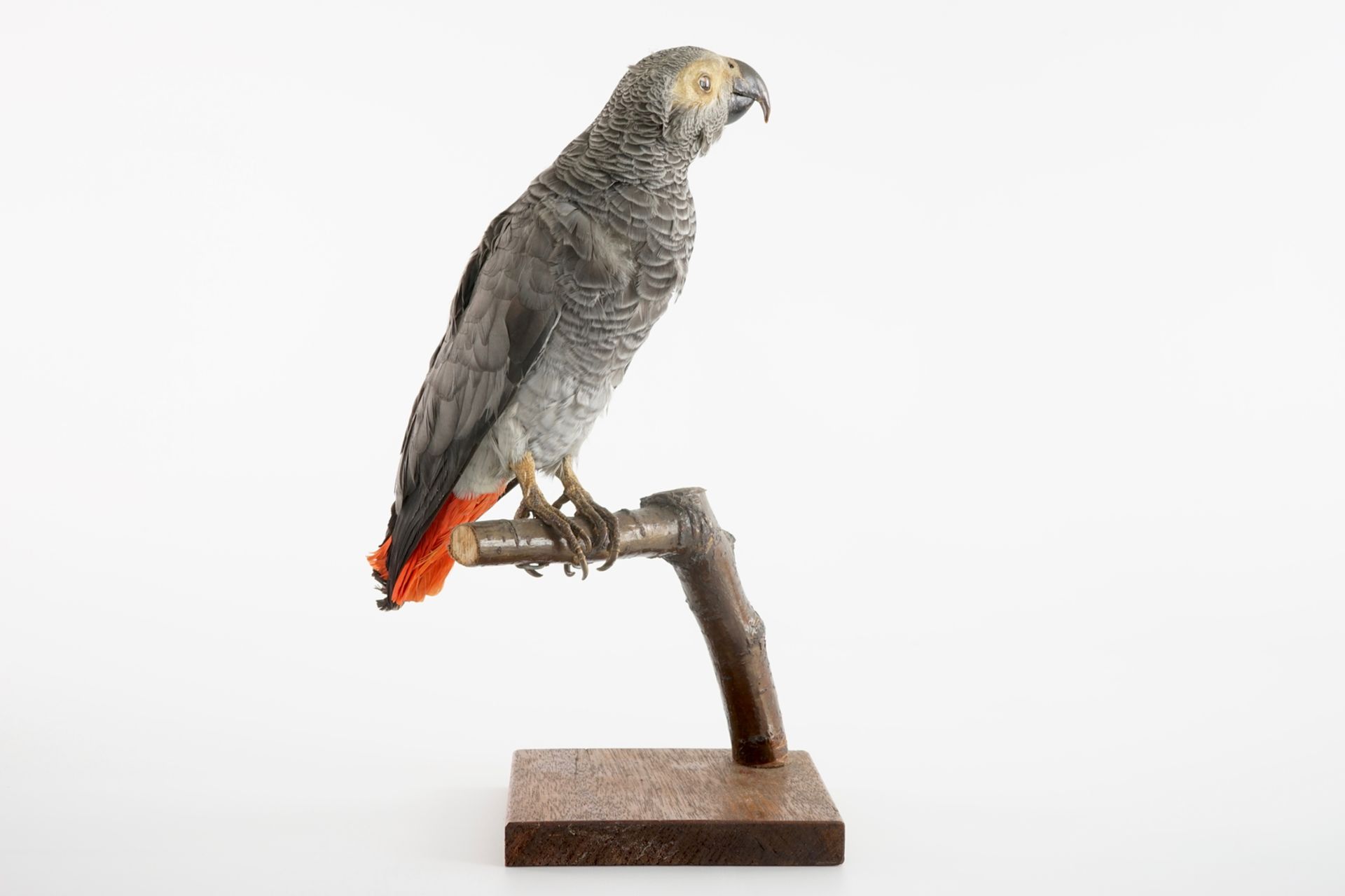 An African grey parrot, taxidermy, 20th C. H.: 26 cm (incl. stand) Condition reports and high - Image 4 of 5