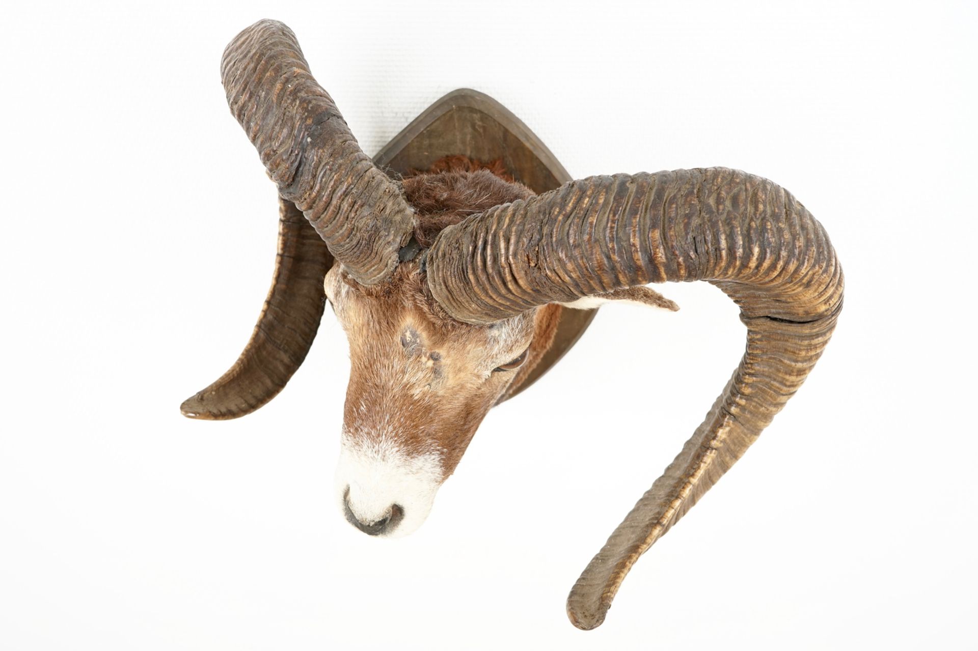 A bust of a mouflon, mounted on wood, taxidermy, late 20th C. L.: 44 cm - H.: 55 cm Condition - Image 4 of 7