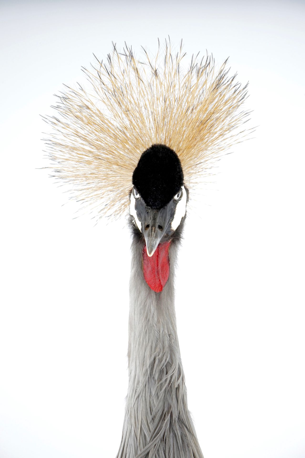 A grey crowned crane, presented standing on a ground, modern taxidermy H.: 112 cm Condition - Image 6 of 7