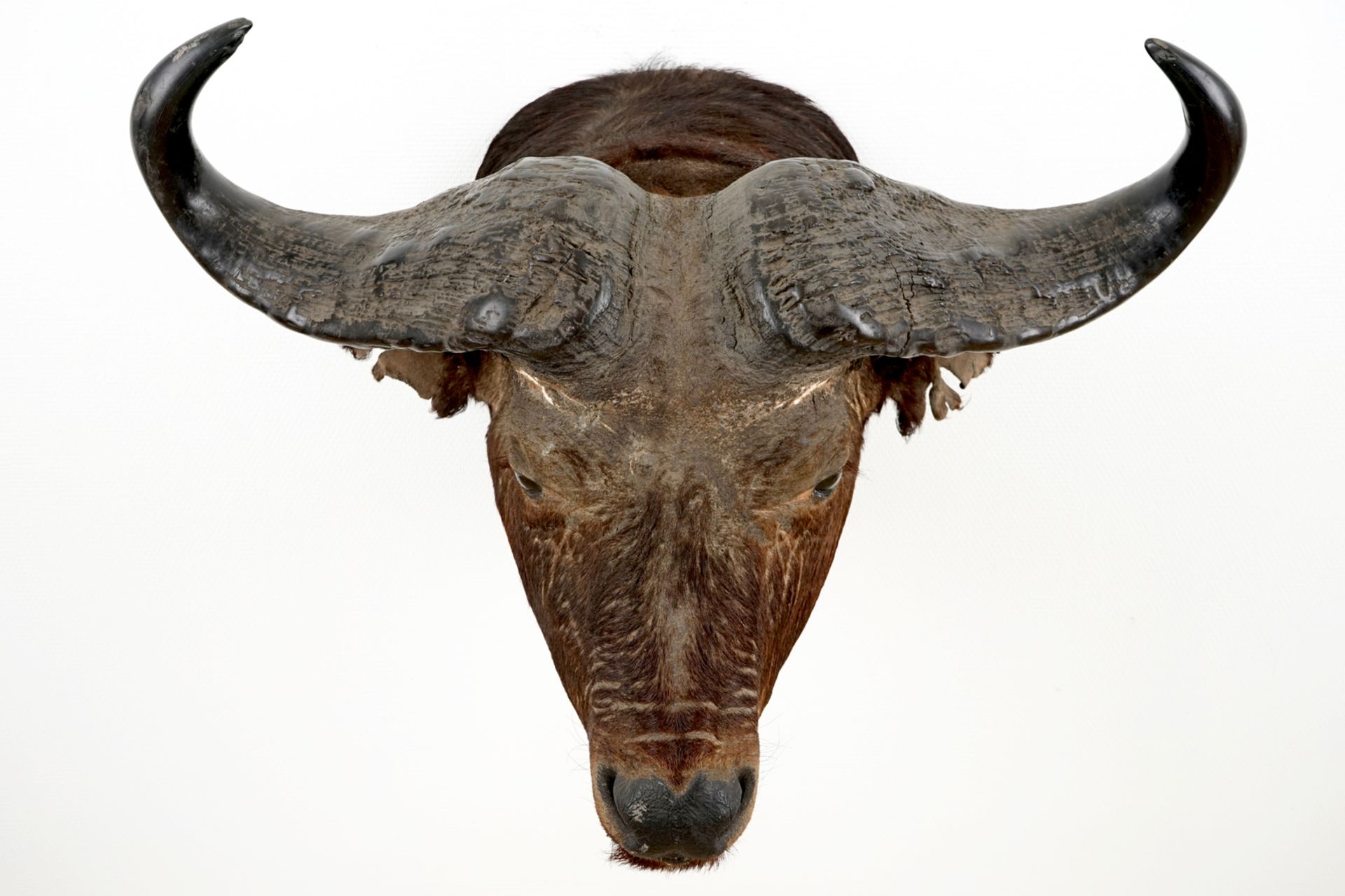 A head of a European bison, taxidermy, 2nd half 20th C. H.: 67 cm - L.: 64 cm Condition reports - Image 4 of 5