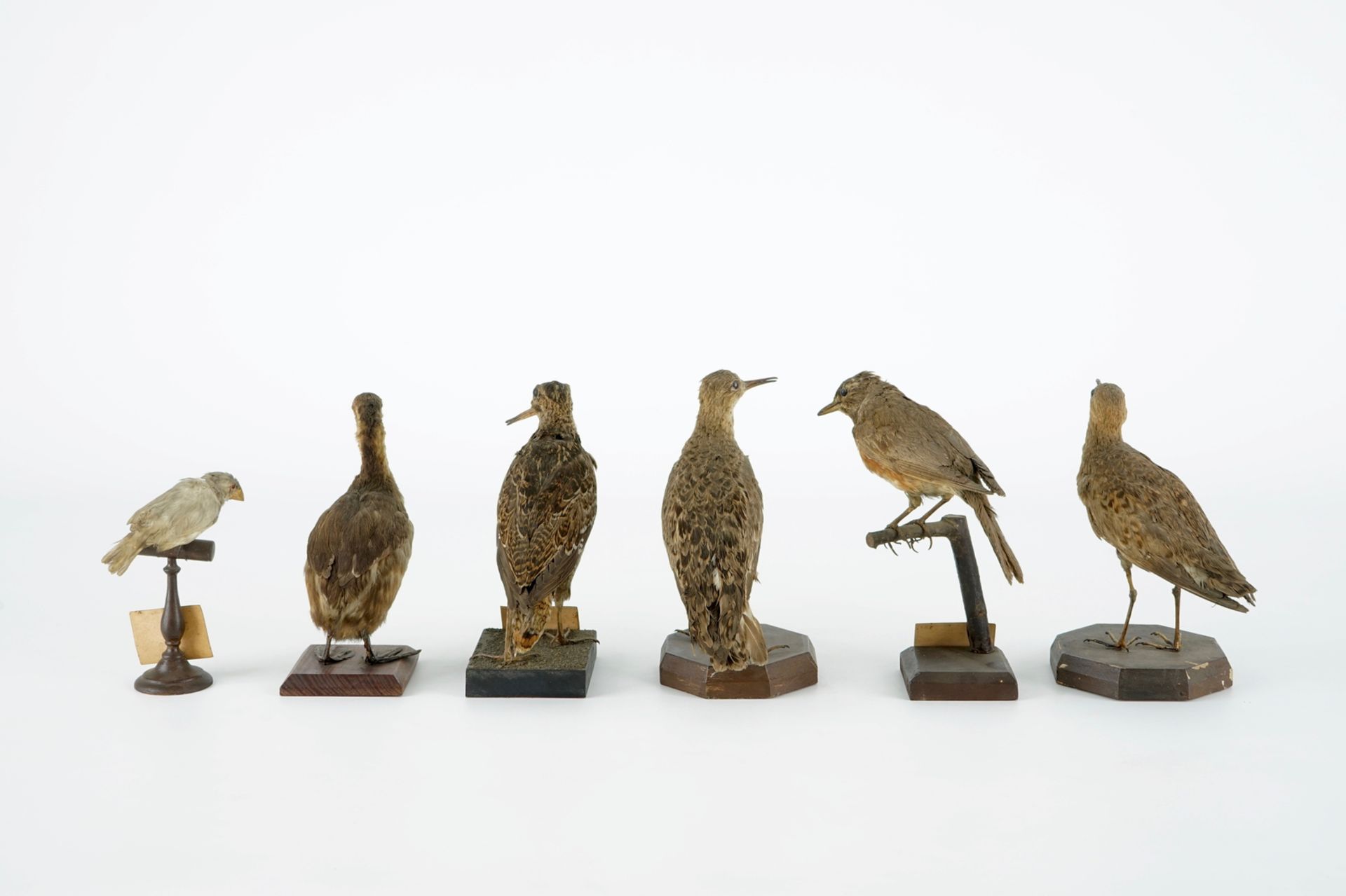 A collection of 10 birds, taxidermy, 19/20th C. H.: 25 cm (the tallest) Several labelled "Collection - Image 5 of 11