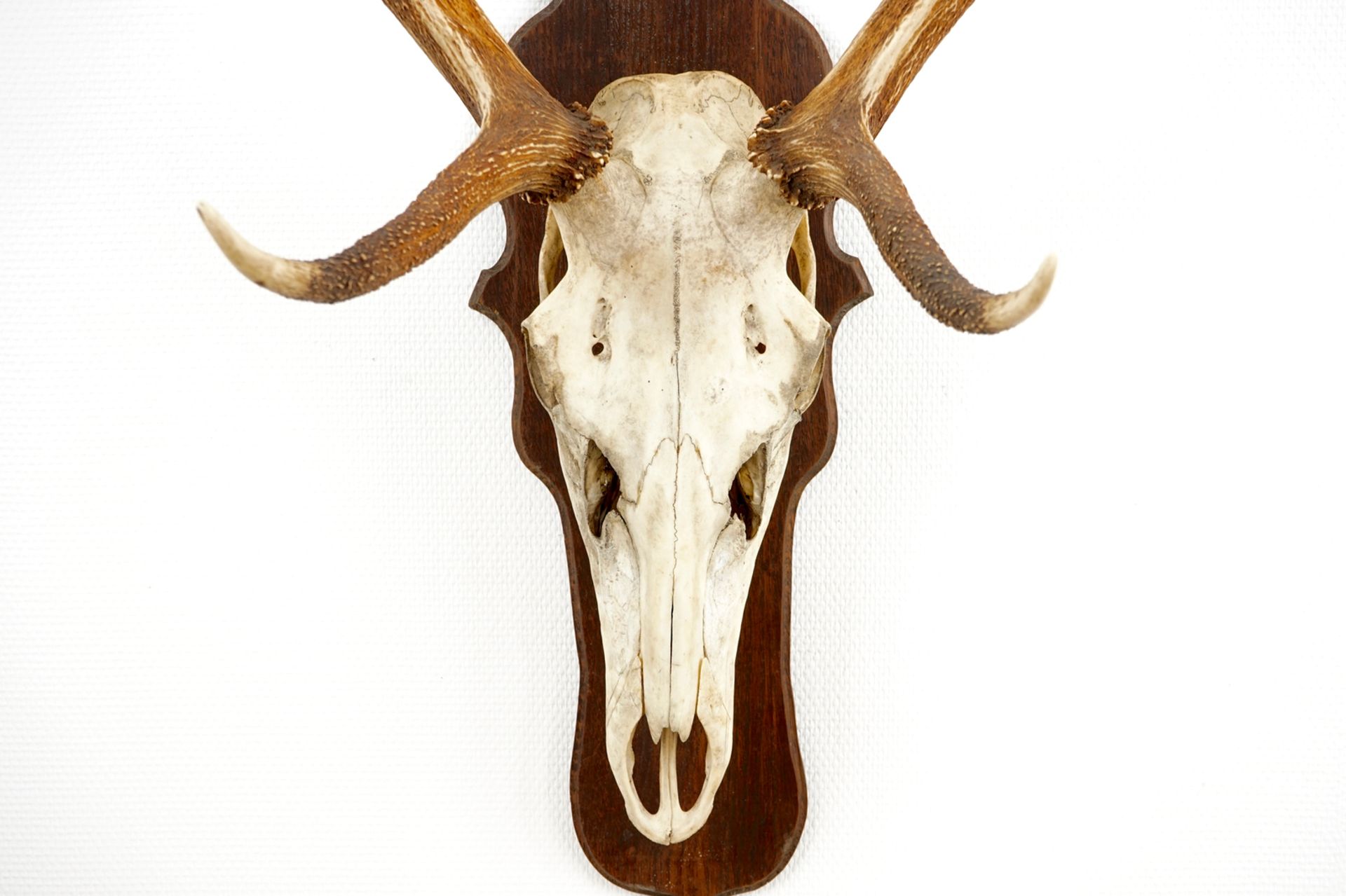 A skull of a red deer with large antlers, mounted on wood L.: 142 cm  Condition reports and high - Image 7 of 7