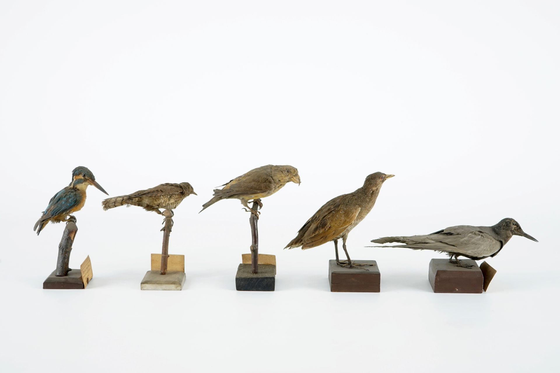 A collection of 20 birds and a nest, taxidermy, 19/20th C. H.: 23,5 cm (the tallest) Several - Image 14 of 21