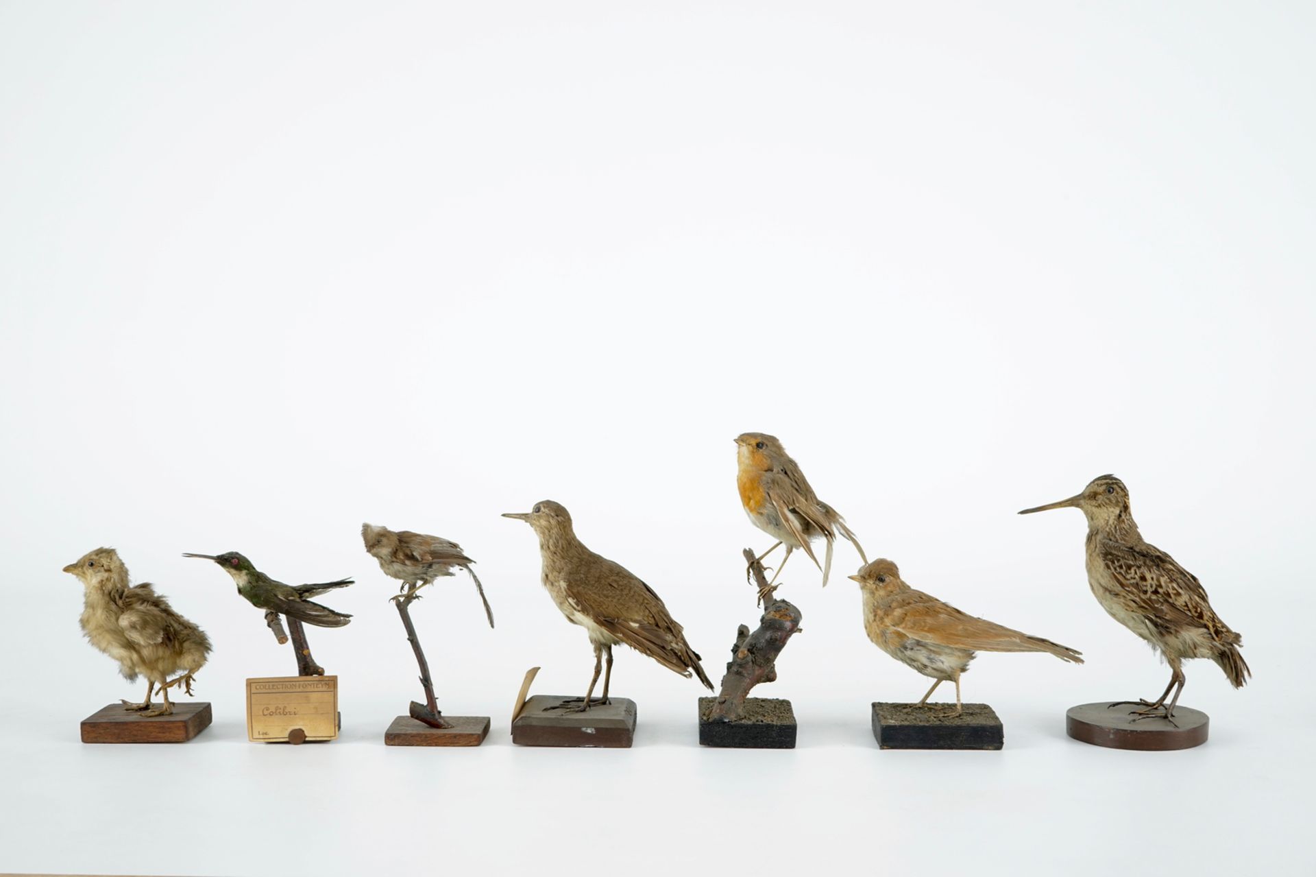 A collection of 20 birds and a nest, taxidermy, 19/20th C. H.: 23,5 cm (the tallest) Several - Image 2 of 21