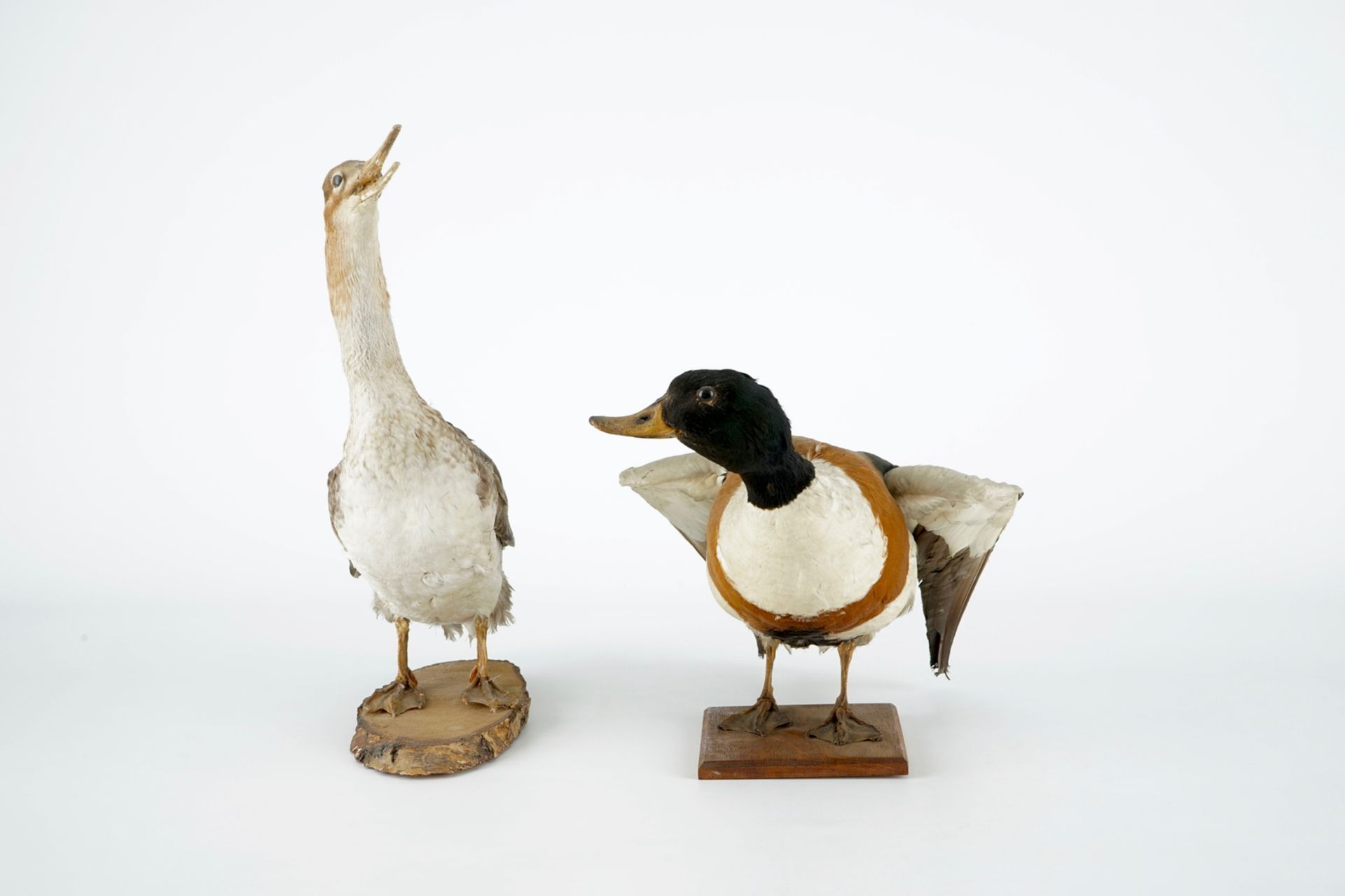 A collection of 5 birds, taxidermy, 19/20th C. H.: 47 cm (the tallest) Two labelled "Collection - Image 3 of 11