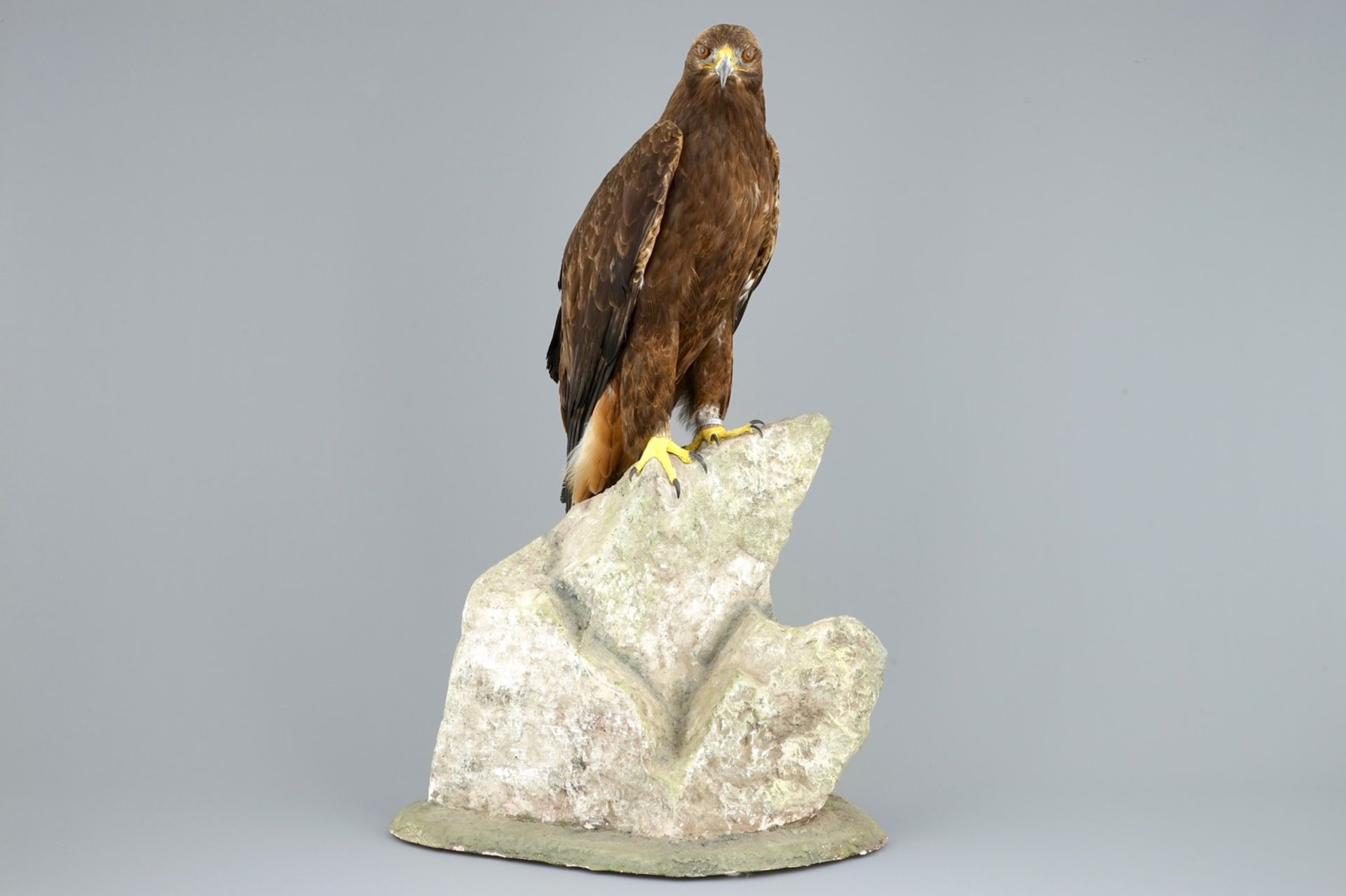 A golden eagle, presented standing on a rock, modern taxidermy CITES incl.     Condition reports and - Image 3 of 11