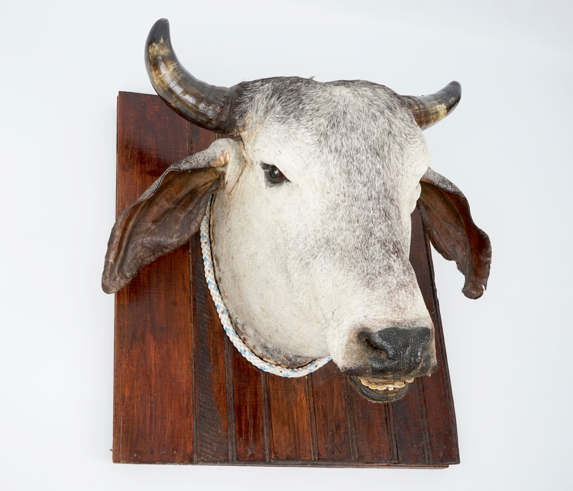 A head of a Brahman cow, modern taxidermy H.: 63 cm Condition reports and high resolution pictures