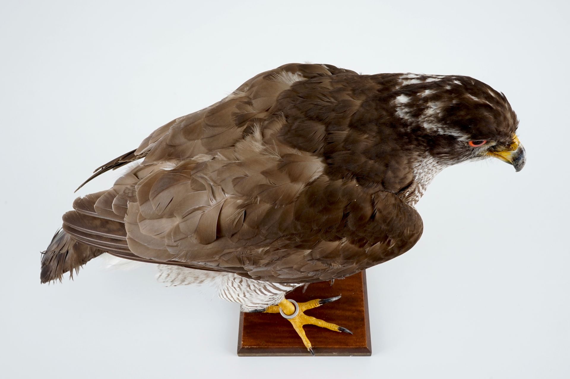 A female hawk on a wooden base, taxidermy, late 20th C. H.: 35 cm Incl. CITES certificate. Condition - Image 2 of 6