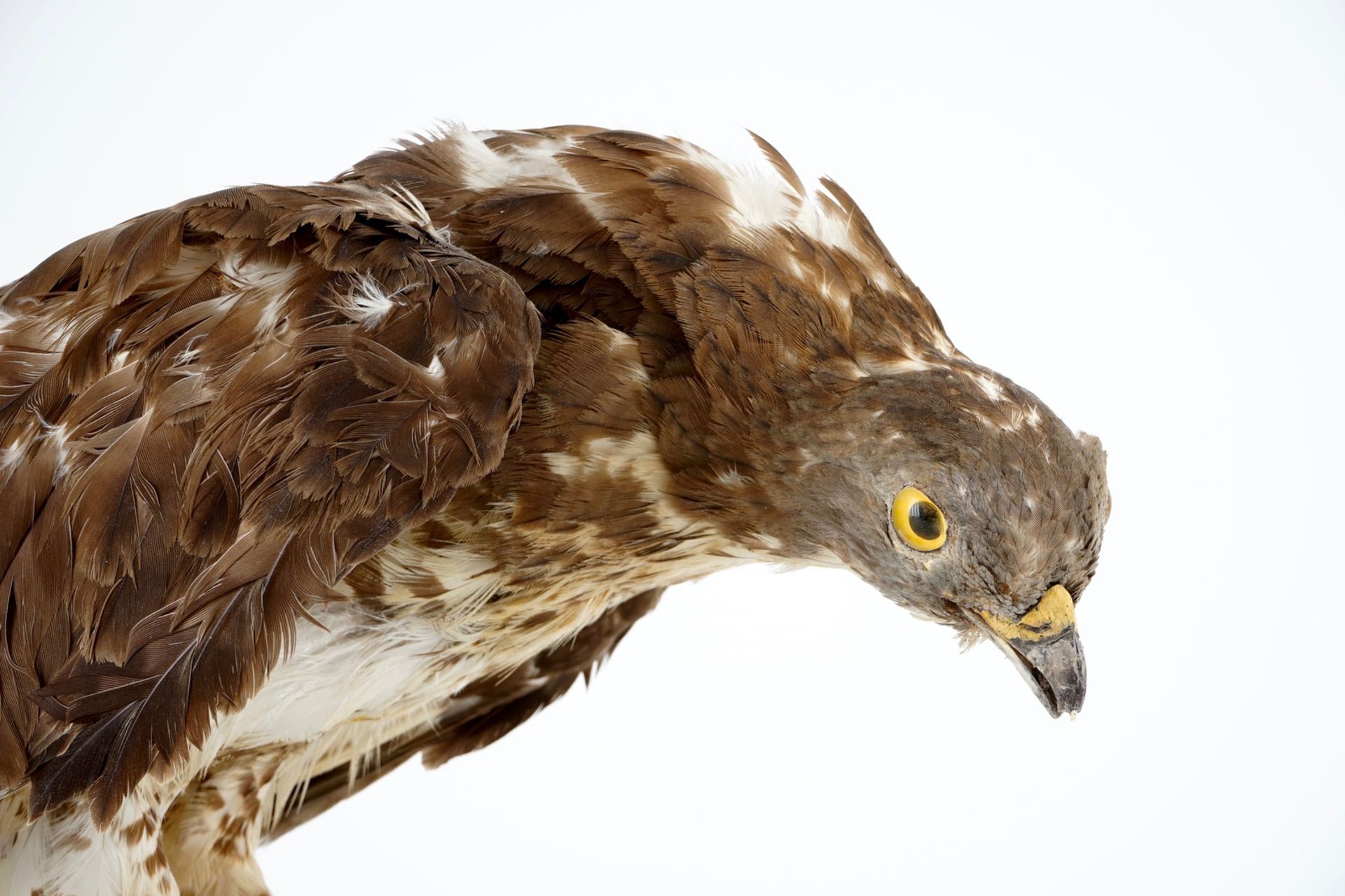 A European honey buzzard, taxidermy, 1st half 20th C. H.: 35,5 cm Condition reports and high - Image 7 of 8