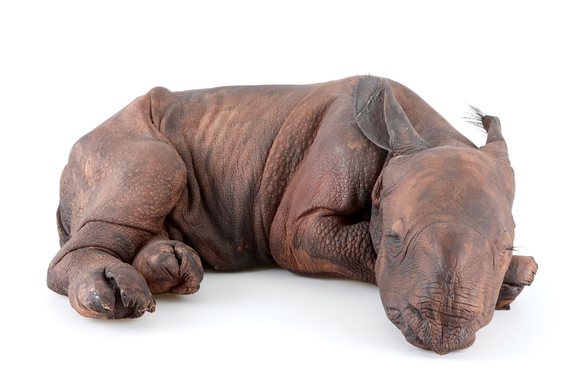 Dirk Claesen: a replica of a young rhinoceros, late 20th C. L.: 83 cm - W.: 65 cm - H.: 29 cm