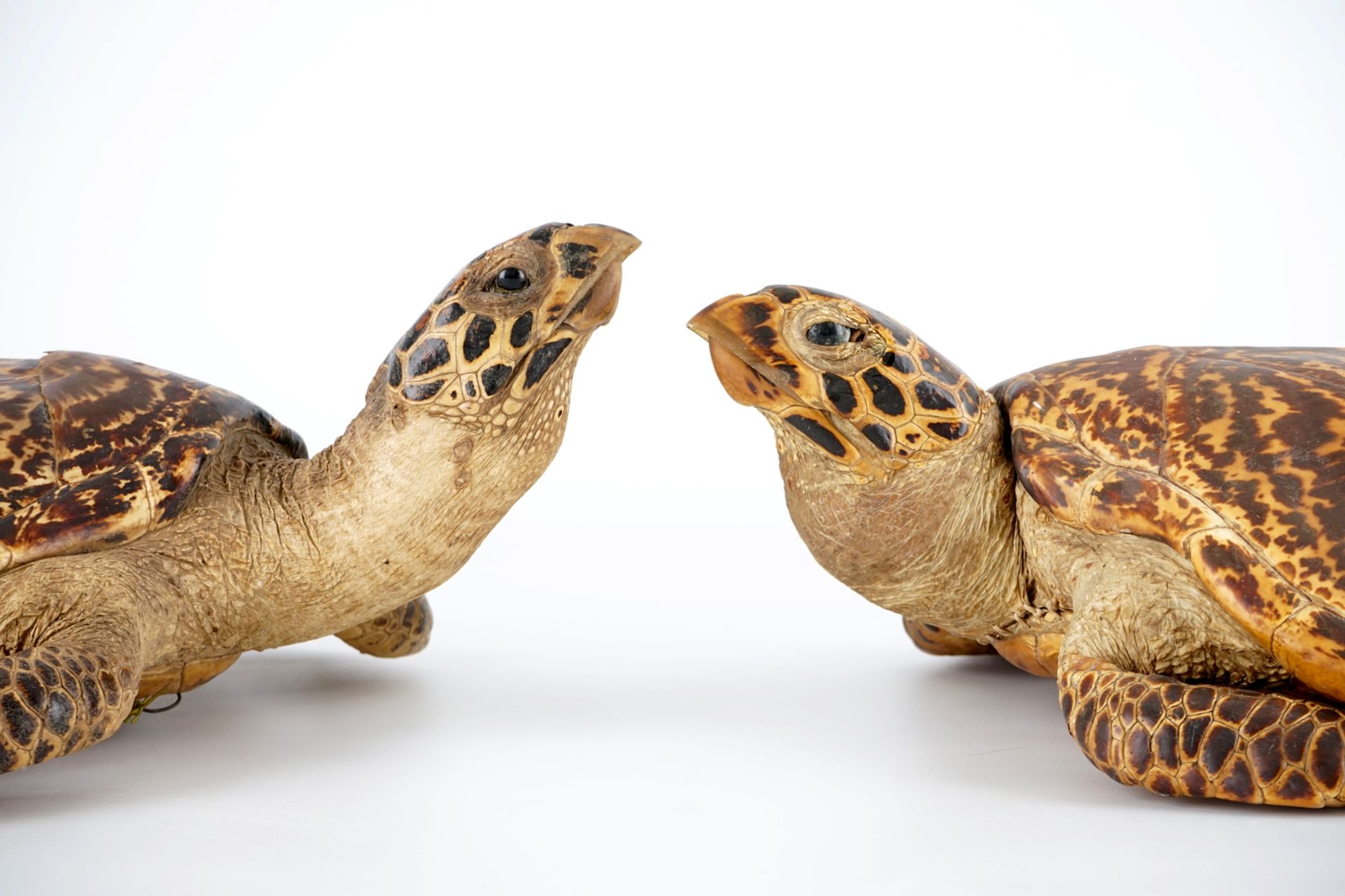 A pair of taxidermy sea turtles, early 20th C. H.: 18,5 cm - L.: 59 cm - W.: 39,5 cm Condition - Image 8 of 8