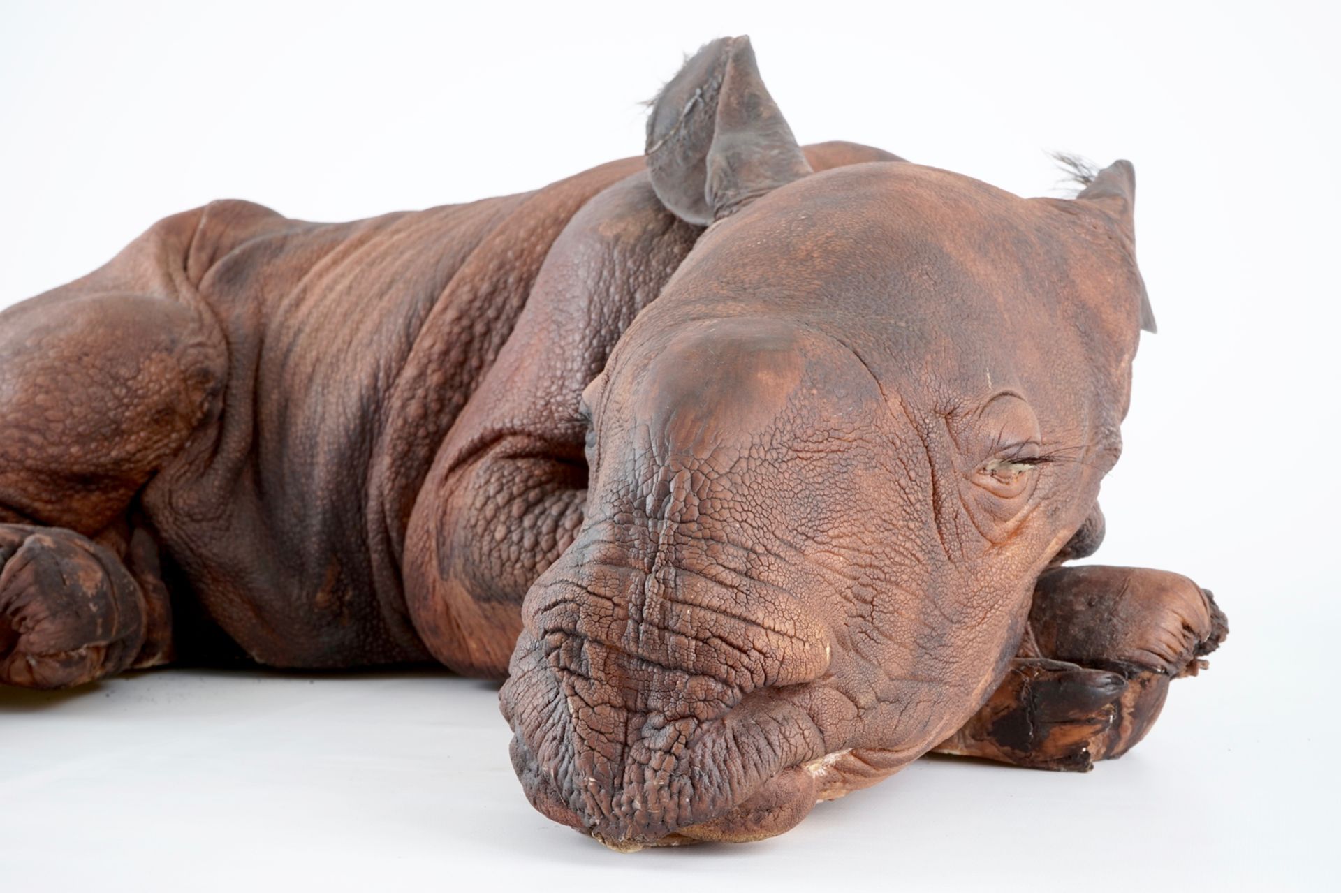 Dirk Claesen: a replica of a young rhinoceros, late 20th C. L.: 83 cm - W.: 65 cm - H.: 29 cm - Image 2 of 9