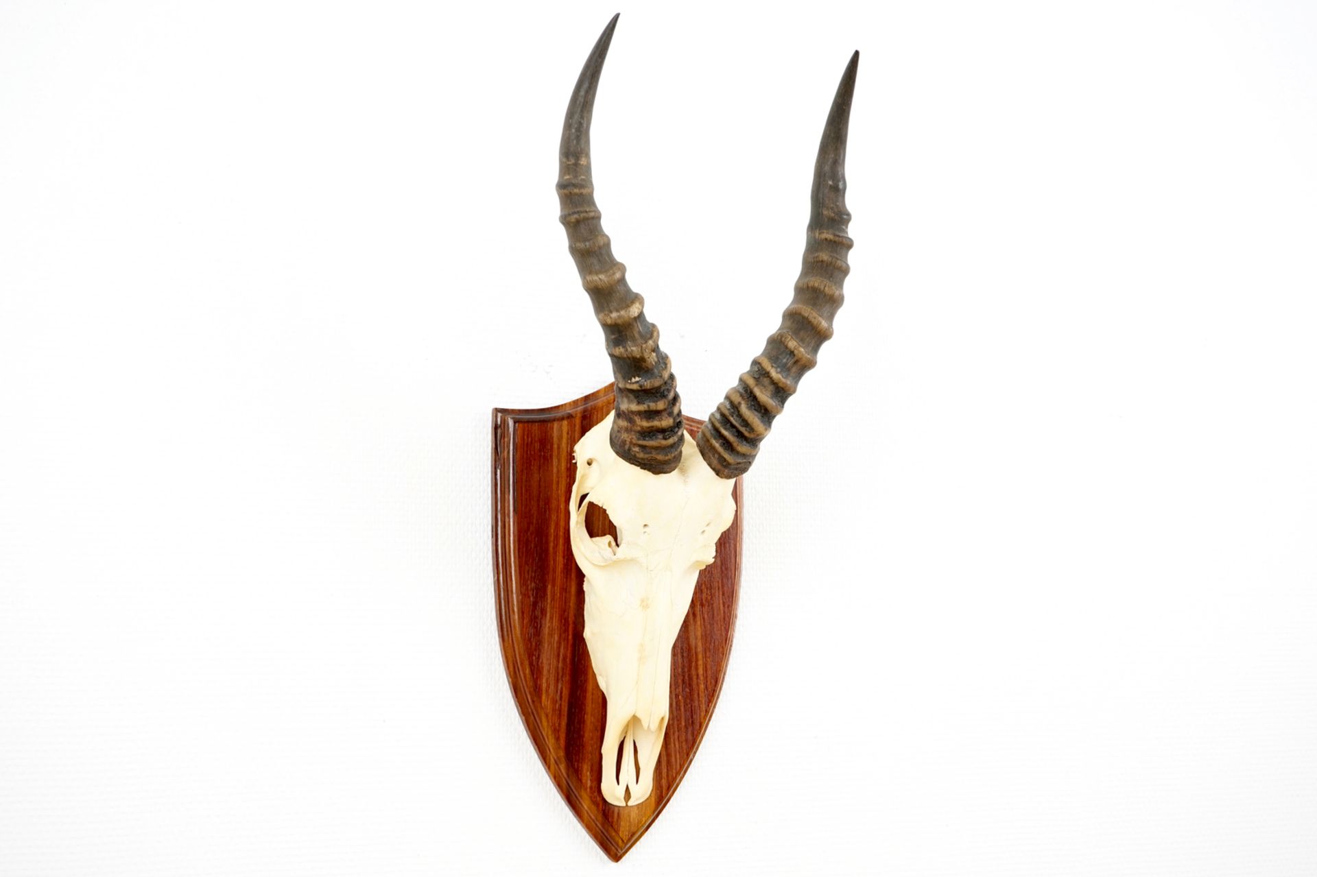 Three horned skulls of a blesbok, impala and reedbuck, mounted on wood H.: 62 cm - L.: 22 cmH.: 45 - Image 14 of 18