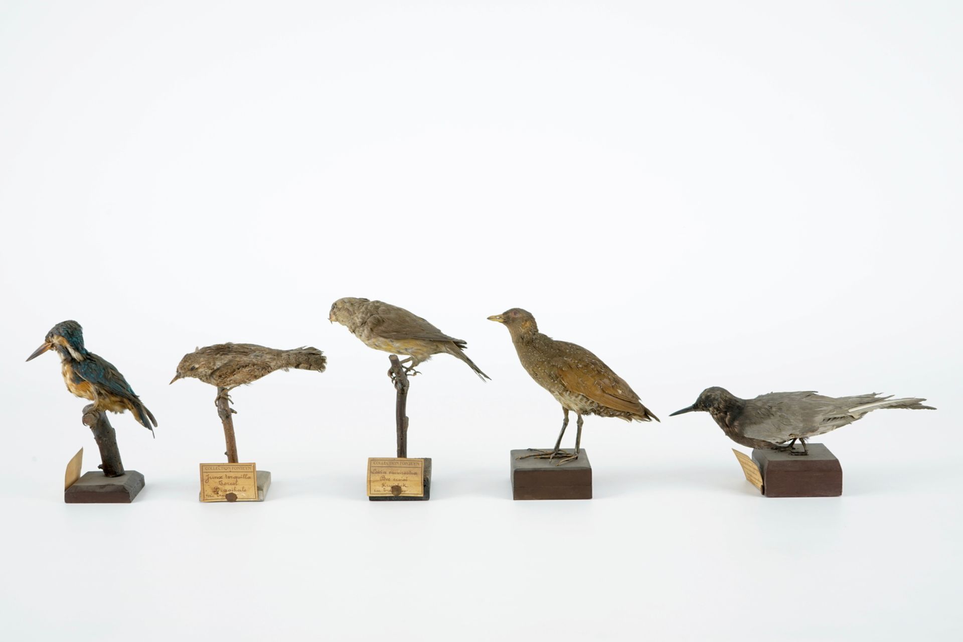 A collection of 20 birds and a nest, taxidermy, 19/20th C. H.: 23,5 cm (the tallest) Several - Image 12 of 21